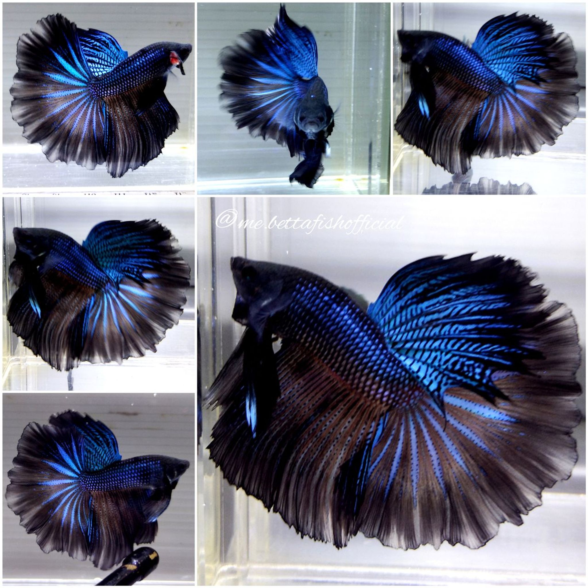 Jr Giant Fullmoon Peacock