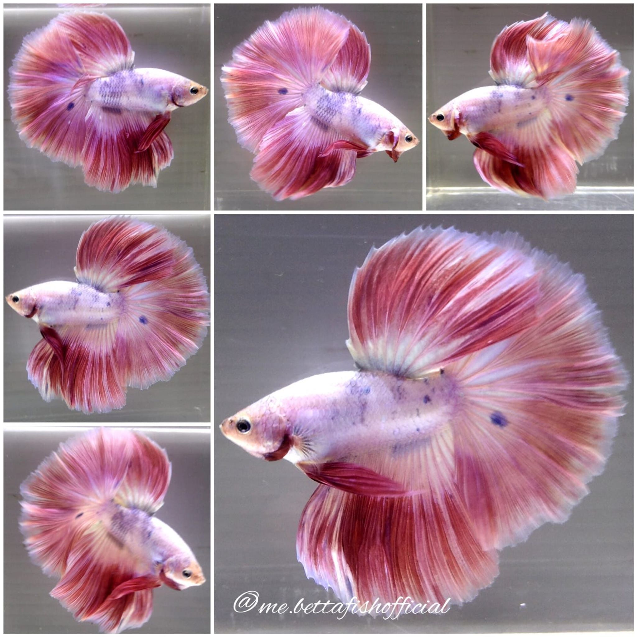 Jr Giant Fullmoon Pink Polkadot ( TL 7 cm)
