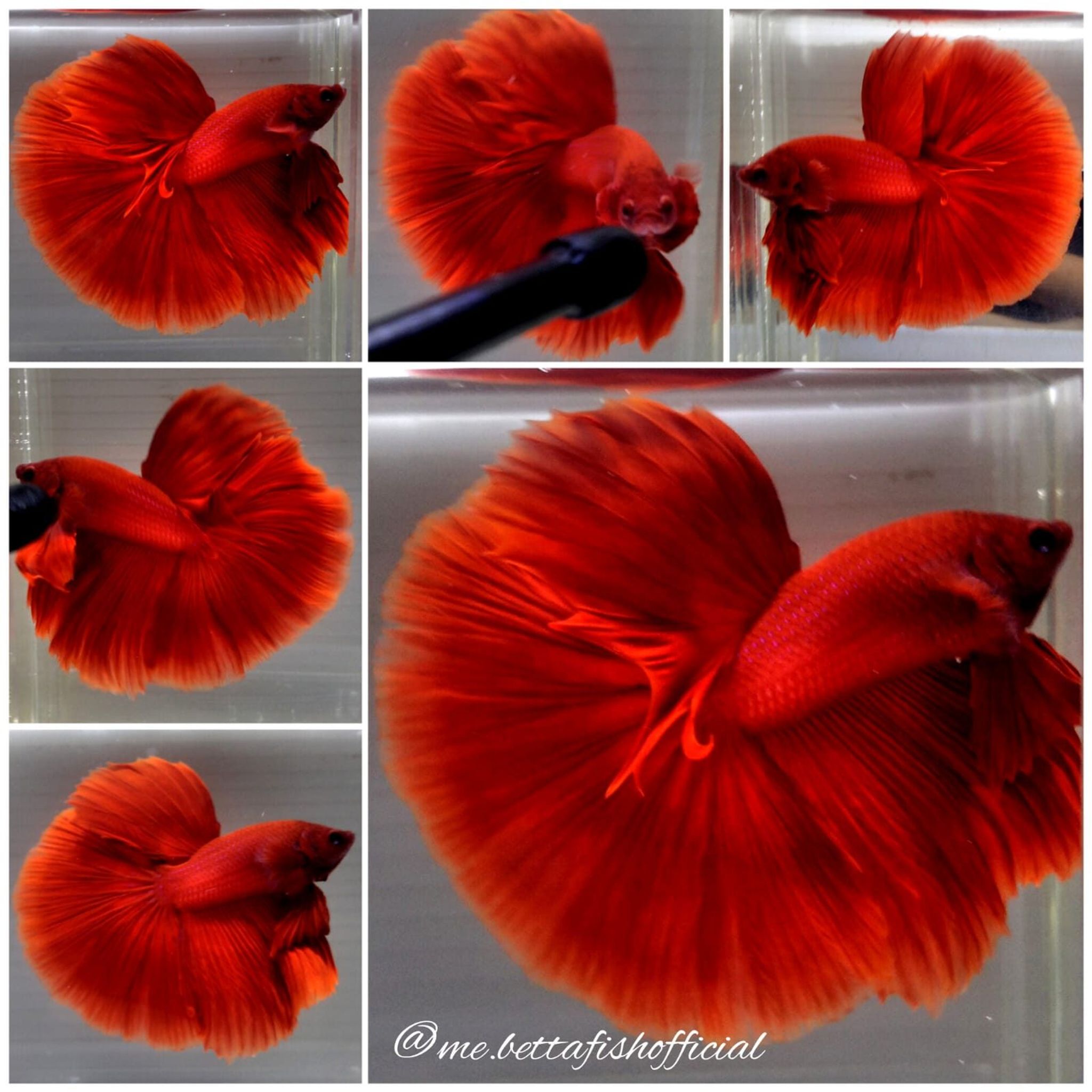 Jr Giant Fullmoon Super Red ( TL 7 cm)