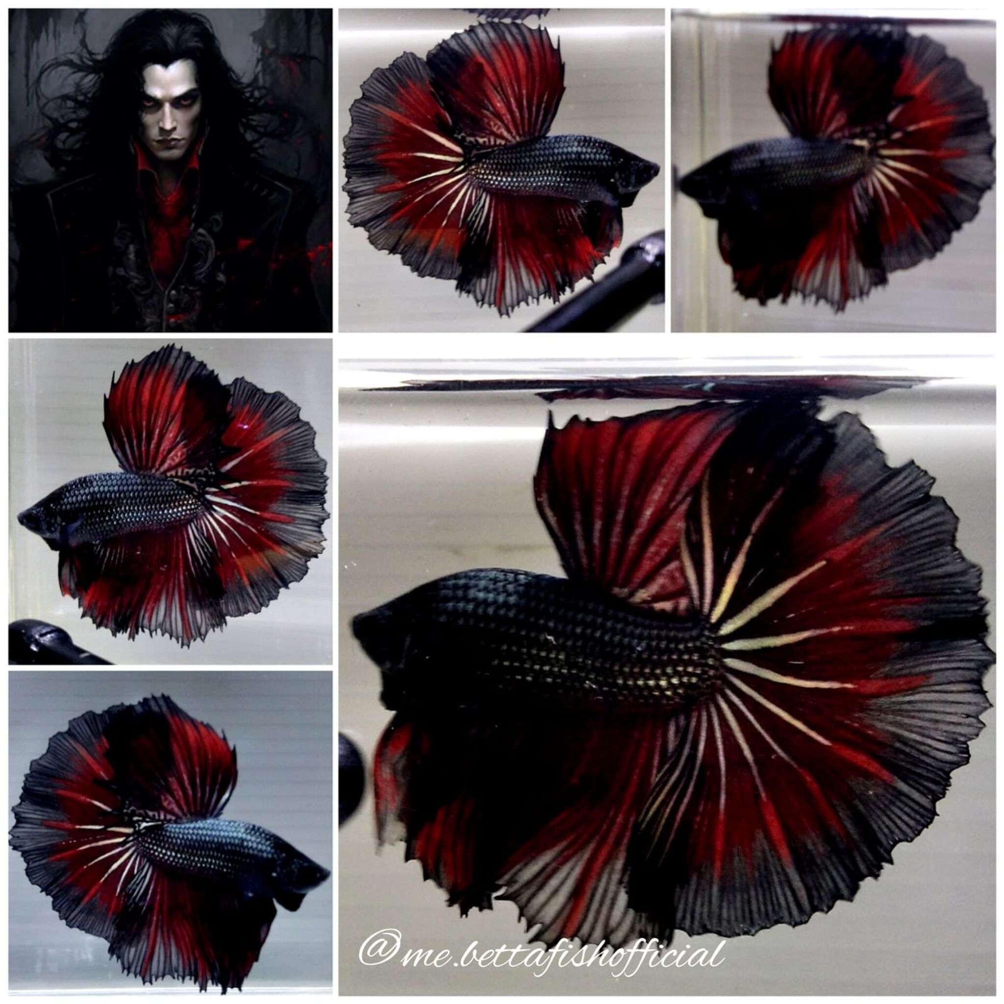 Jr Giant Fullmoon Vampire