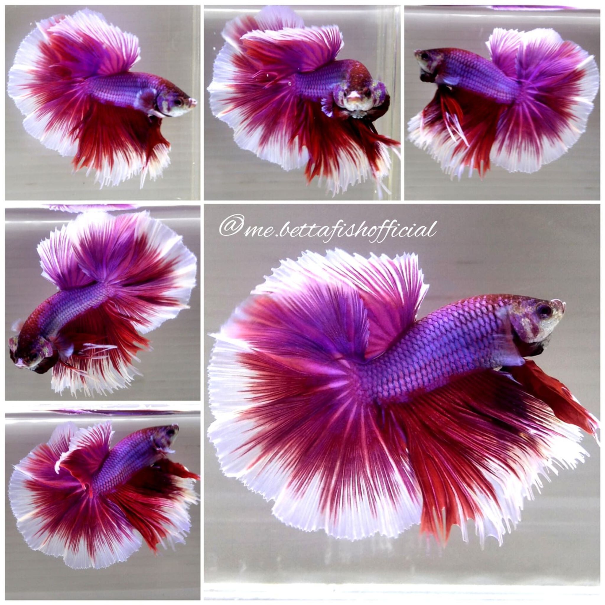 Jr Giant Mohawk Style Lavender Butterfly