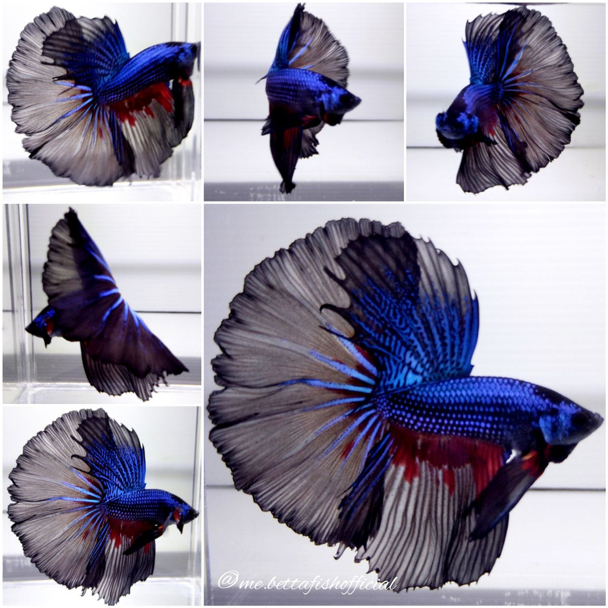 Jr Giant Over Halfmoon Rosetail Blue Samurai Fire