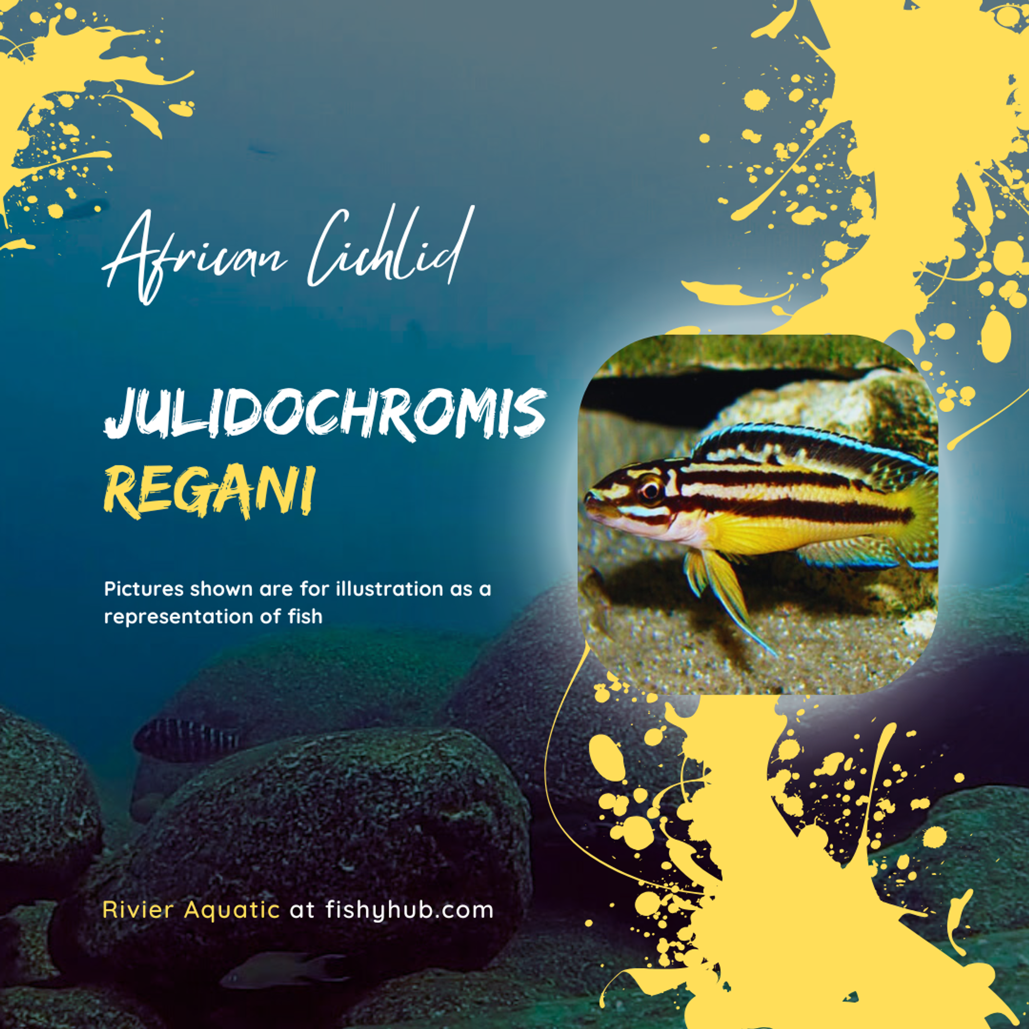 Convict Julie Cichlid (Julidochromis Regani)