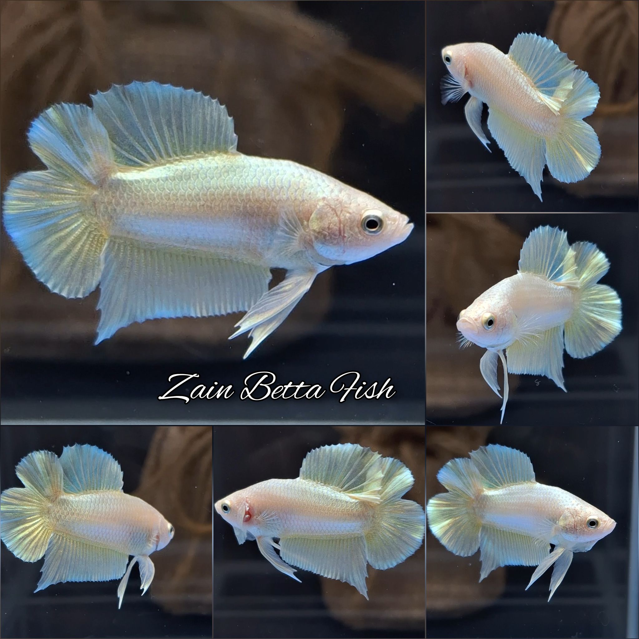 Gold Double Tail Plakat Betta Fish
