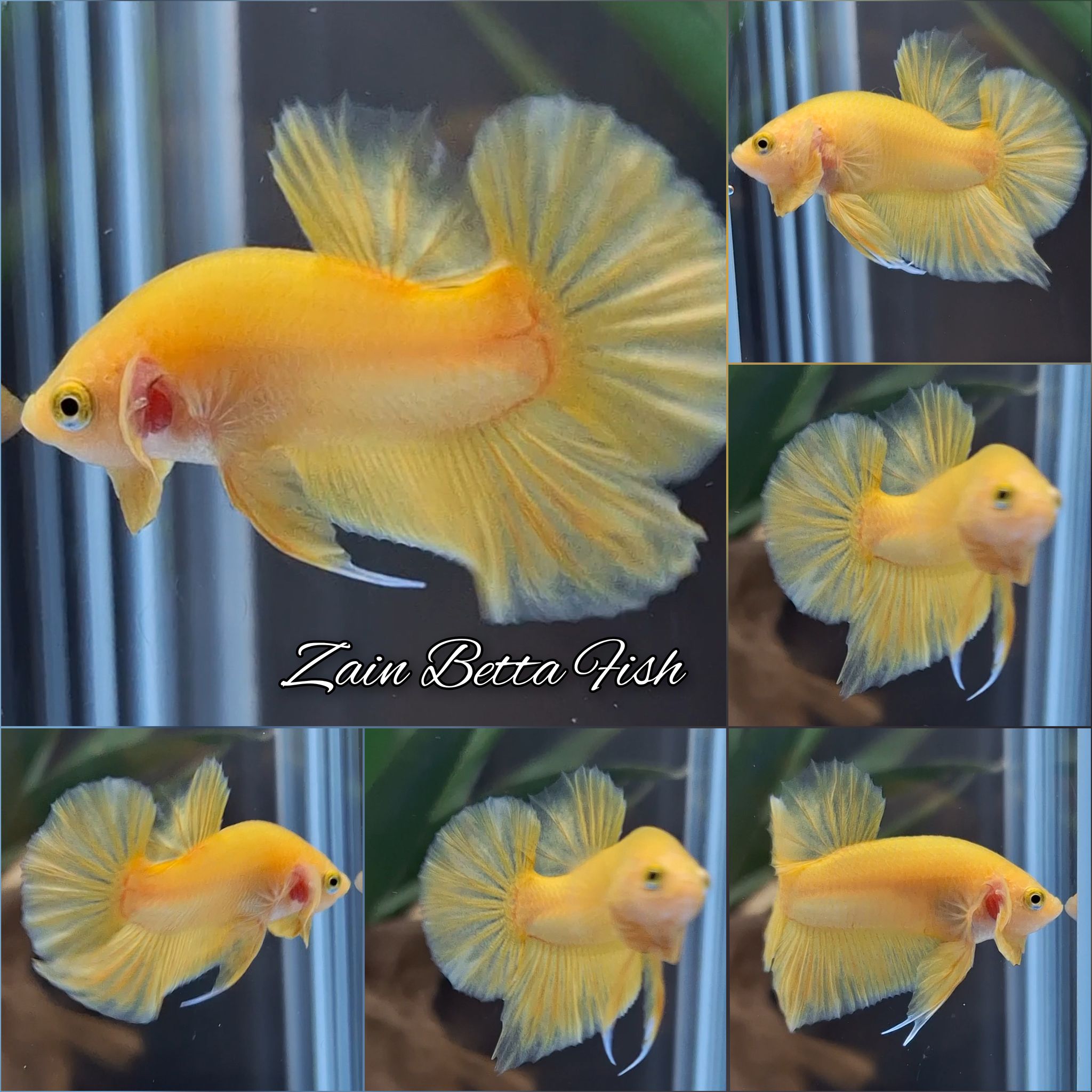 Junior Yellow Solid Plakat Betta Fish Male