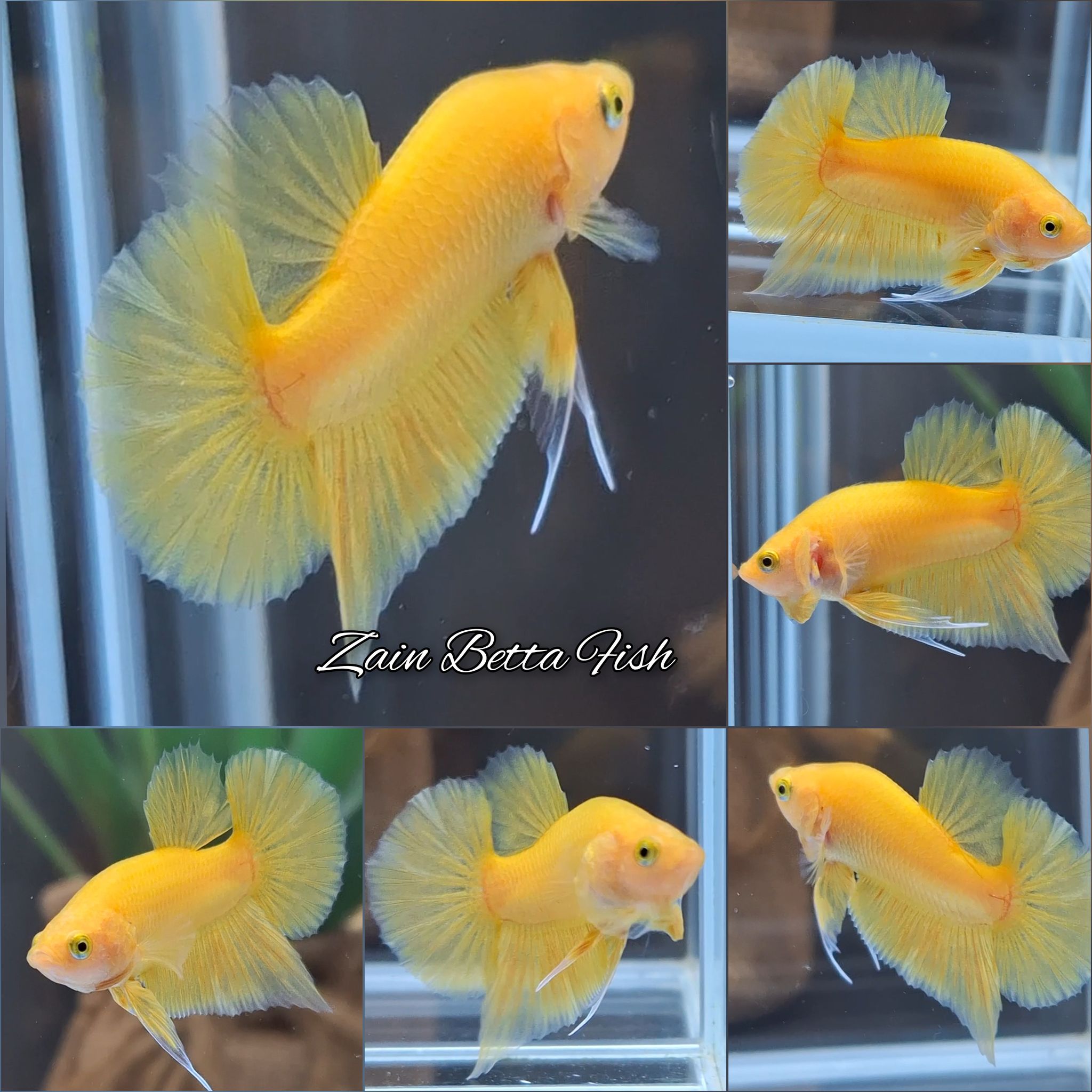 Junior Yellow Solid Plakat Betta Fish Male