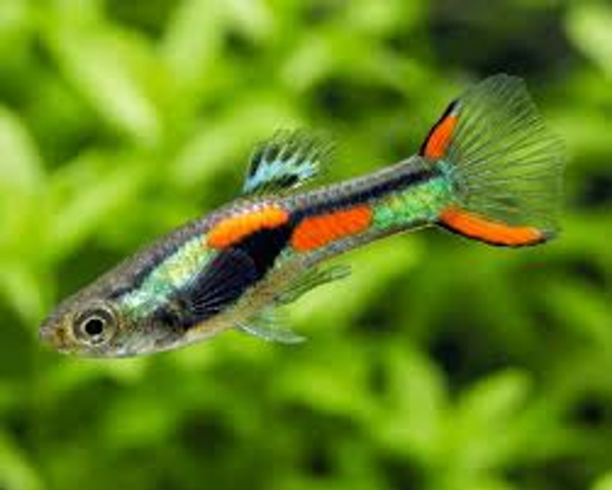 K33 Wild Endler Guppy