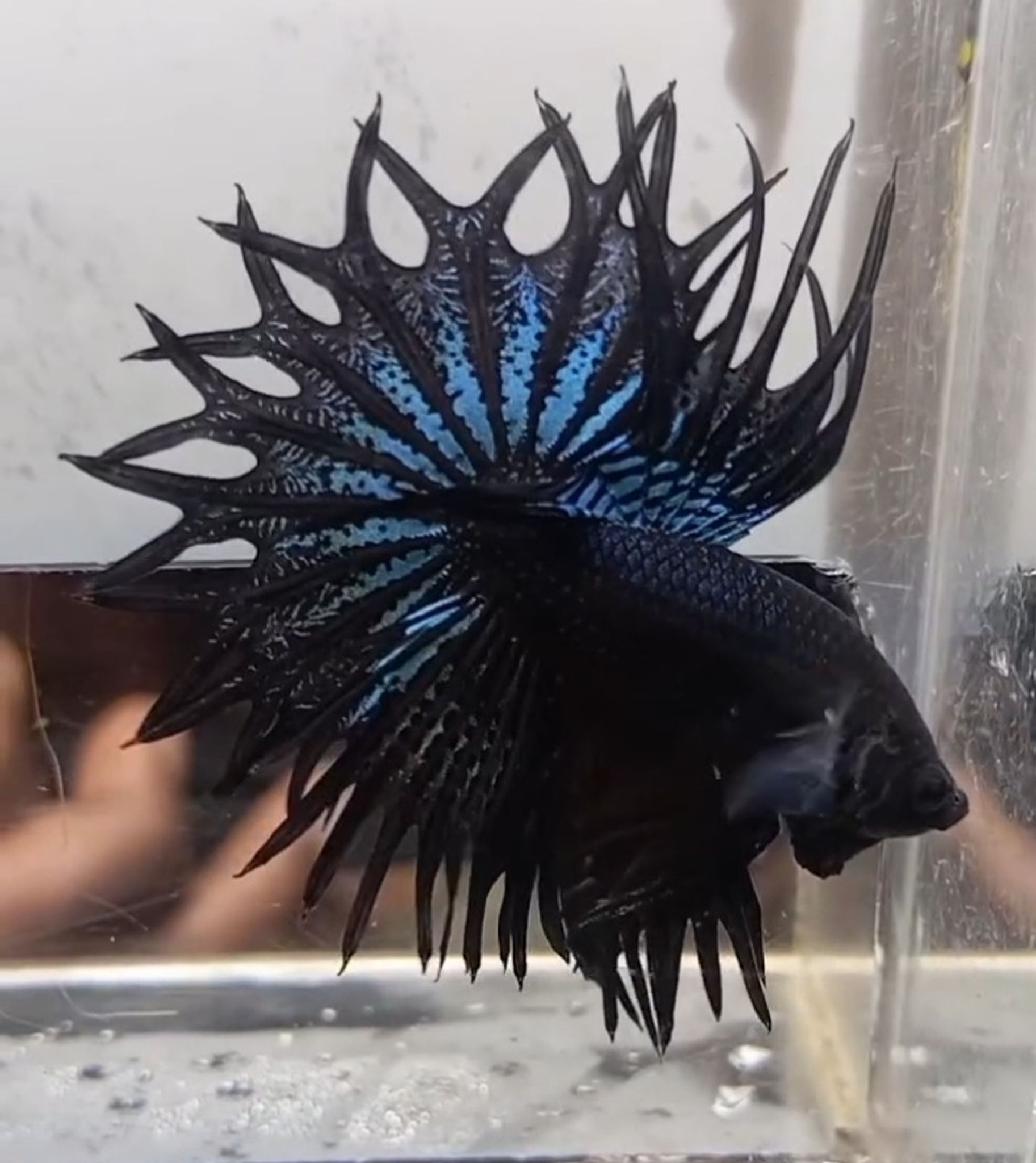 KCT Black Orchid