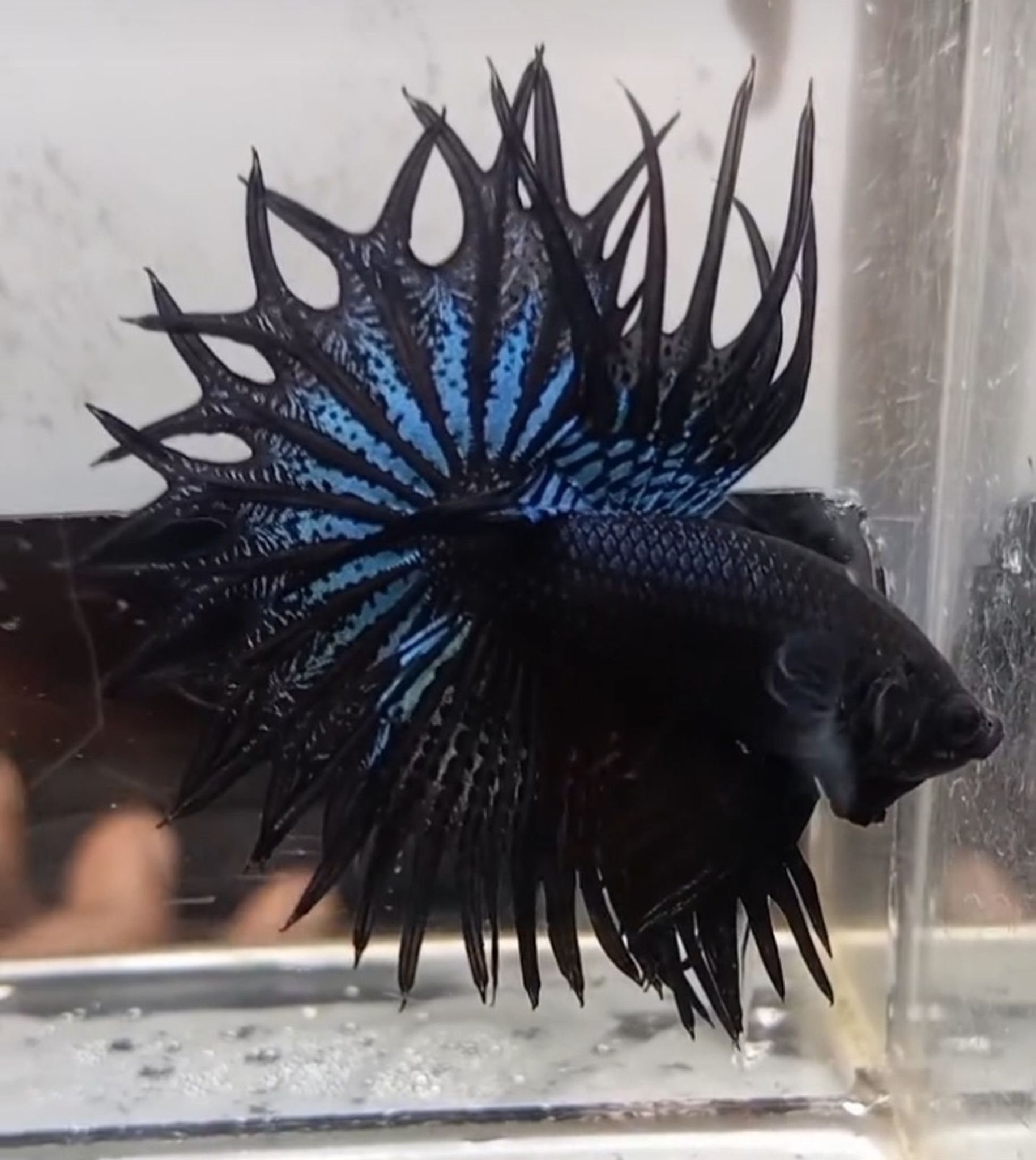 KCT Black Orchid