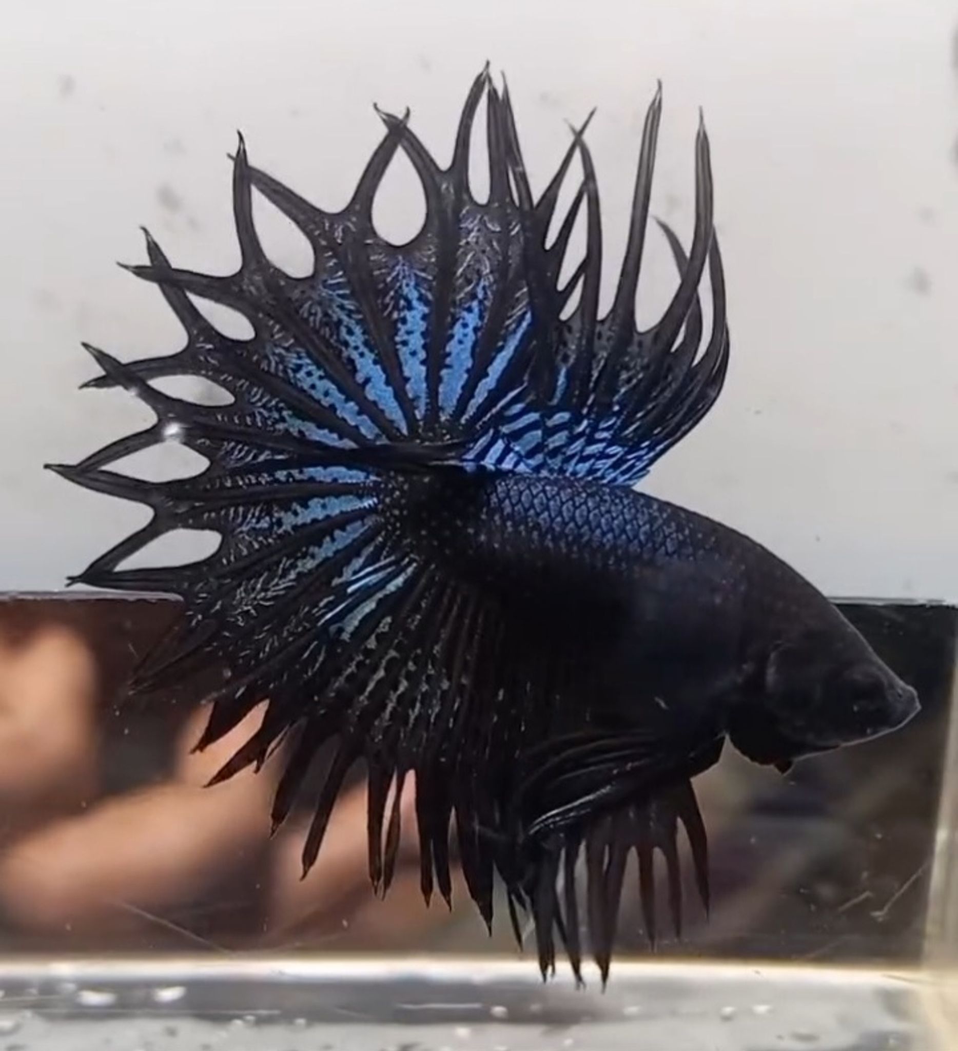 KCT Black Orchid