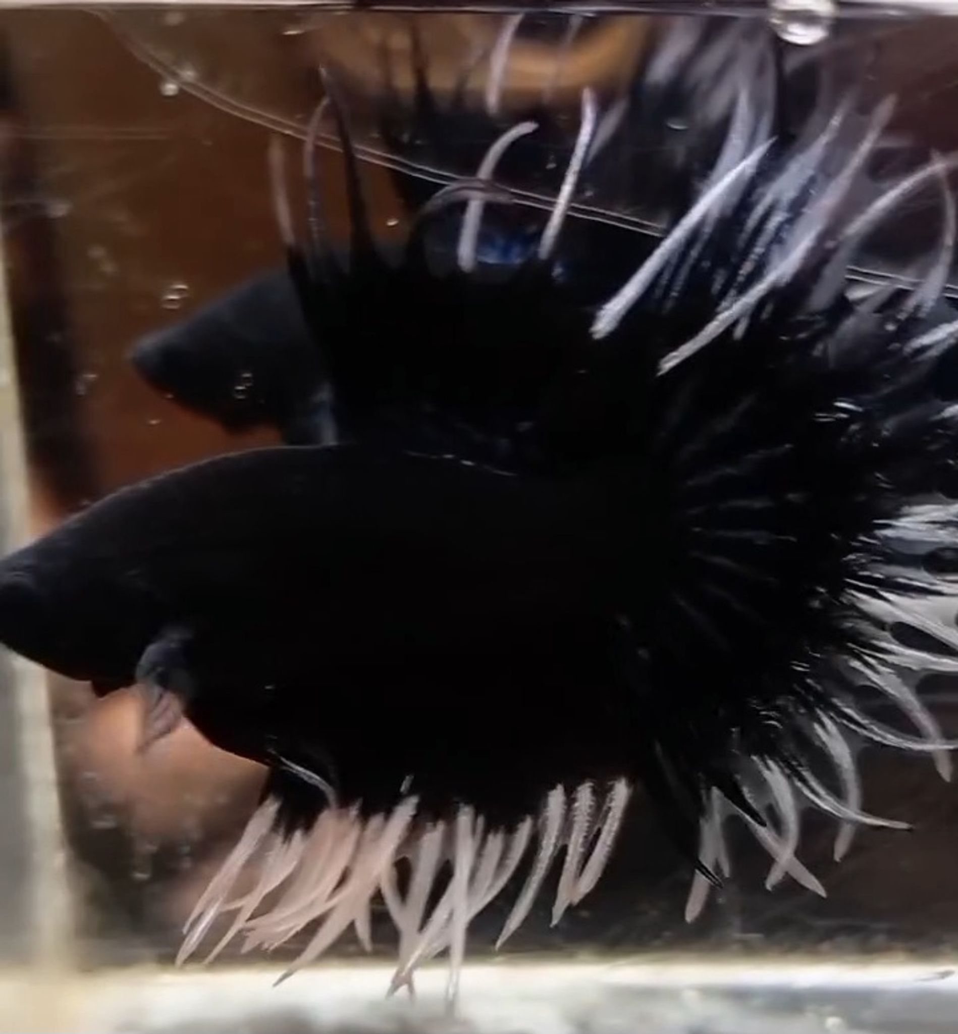 KCT Black butterfly(RARE)