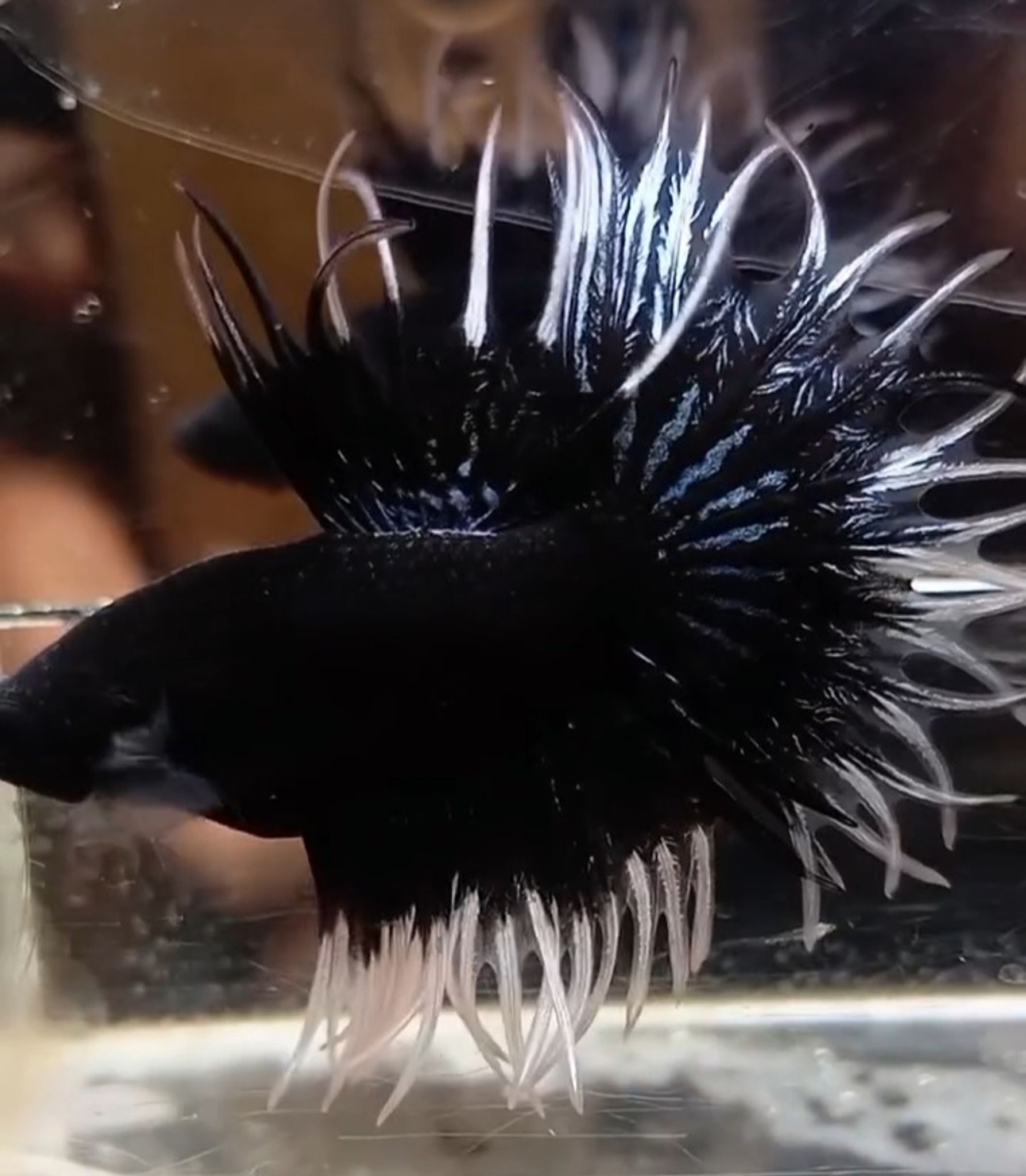 KCT Black butterfly(RARE)