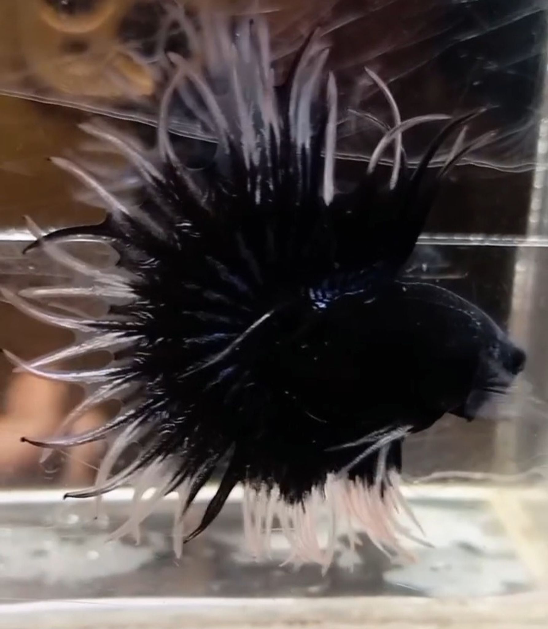KCT Black butterfly(RARE)