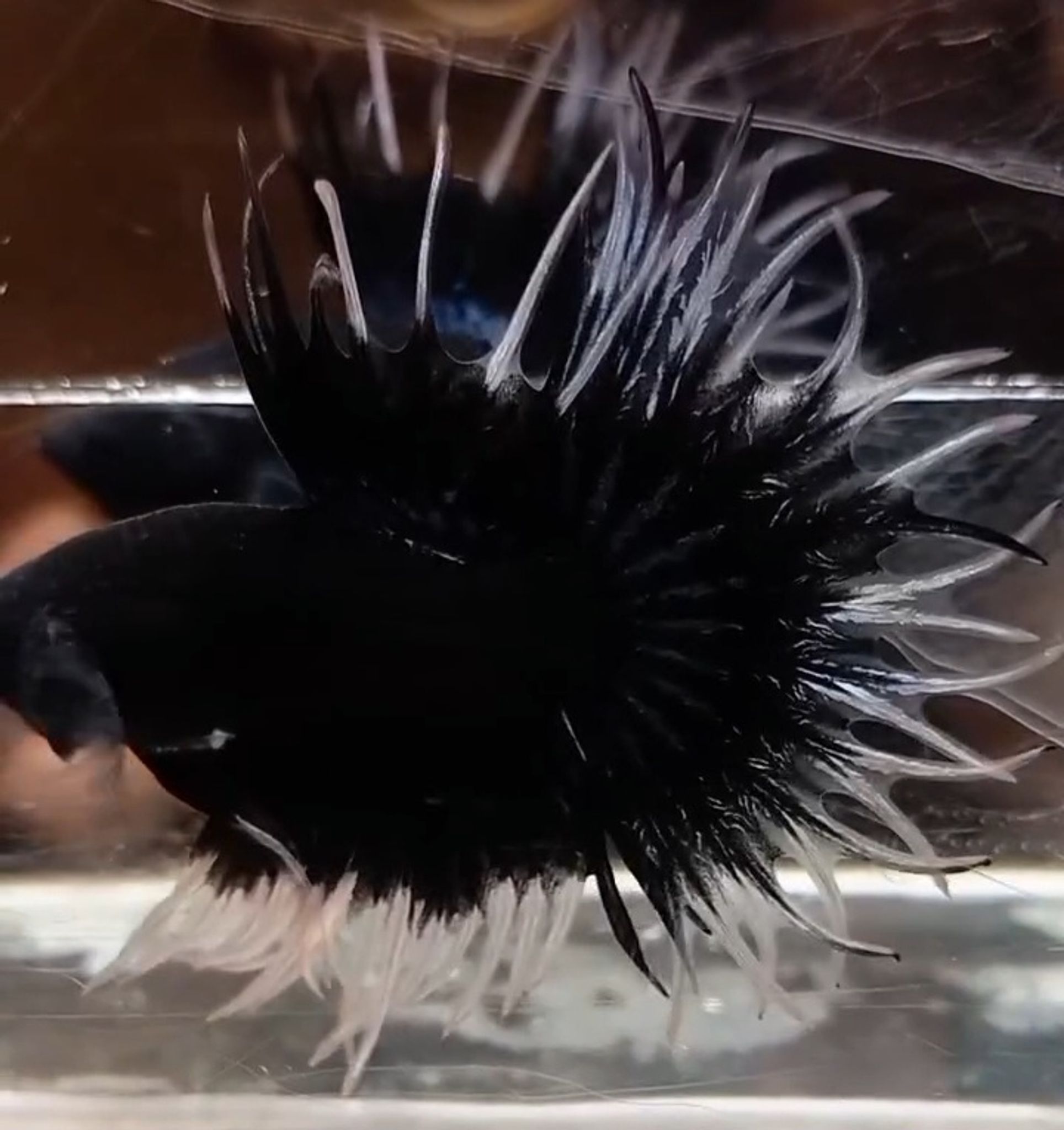 KCT Black butterfly(RARE)