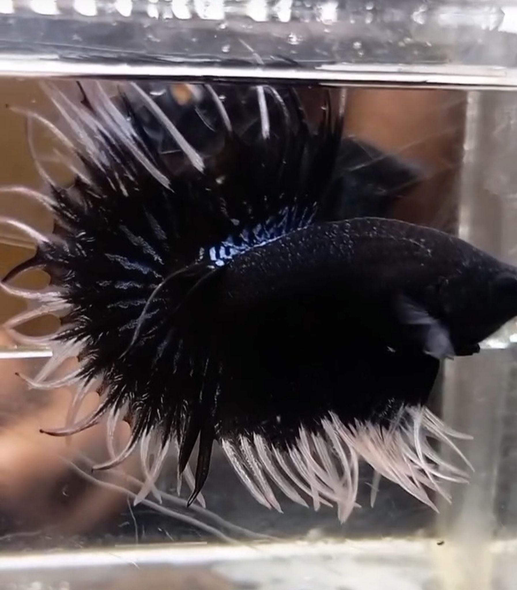 KCT Black butterfly(RARE)