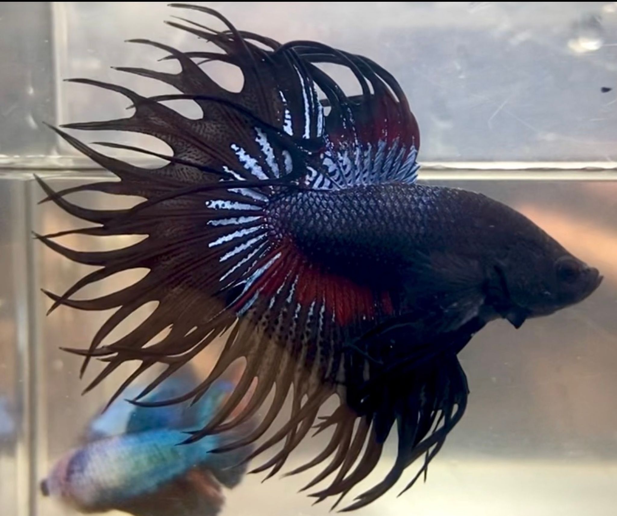 KING CROWNTAIL BLACK VAMPIRE RARE