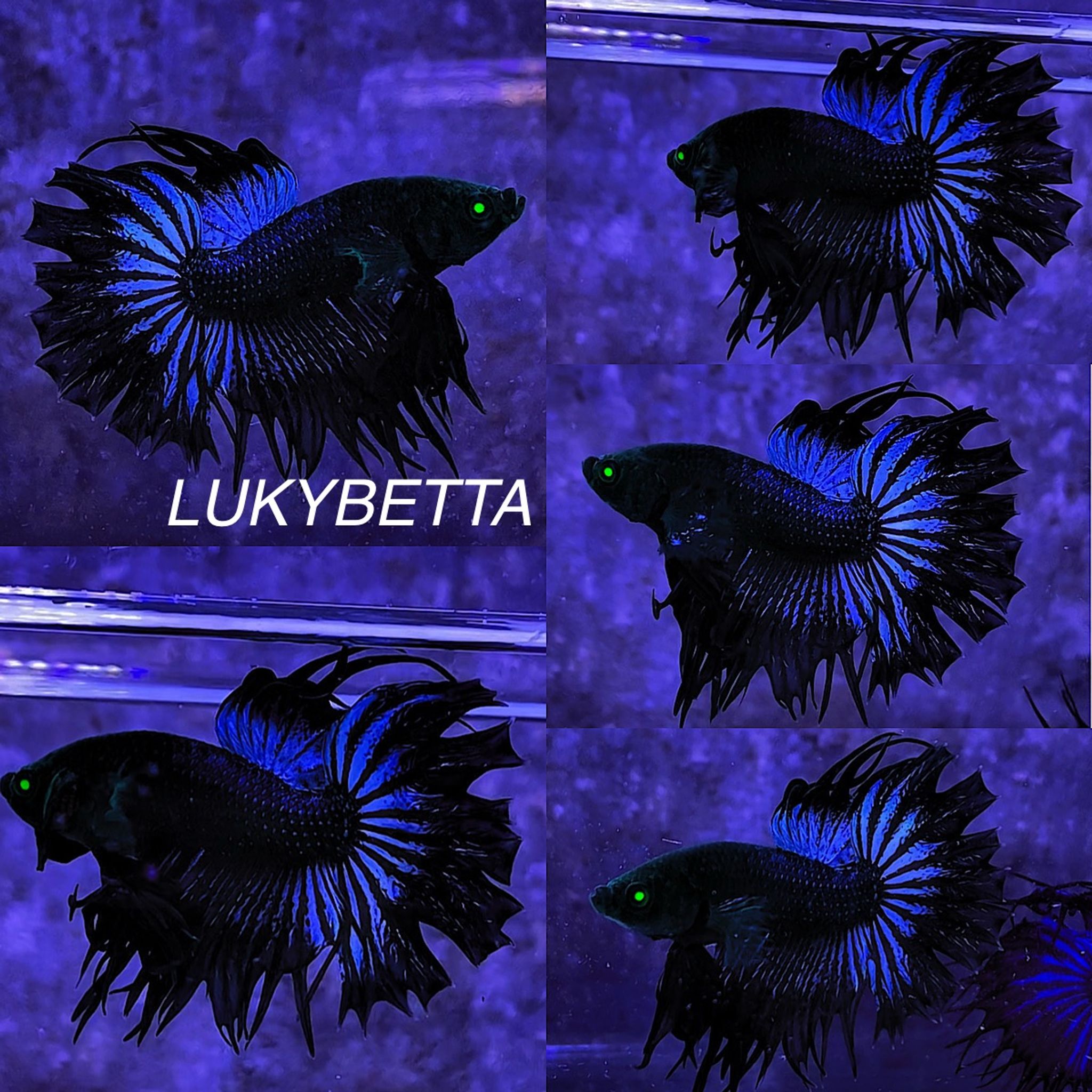 KING crowntails
