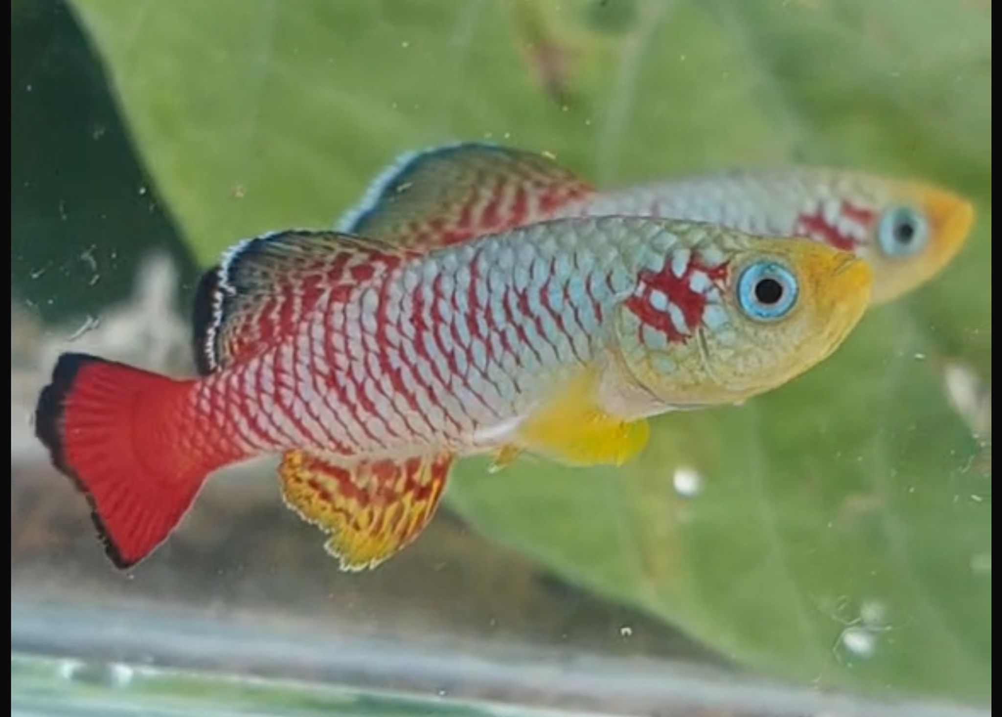 Killifish Guentheri Red Zanzibar