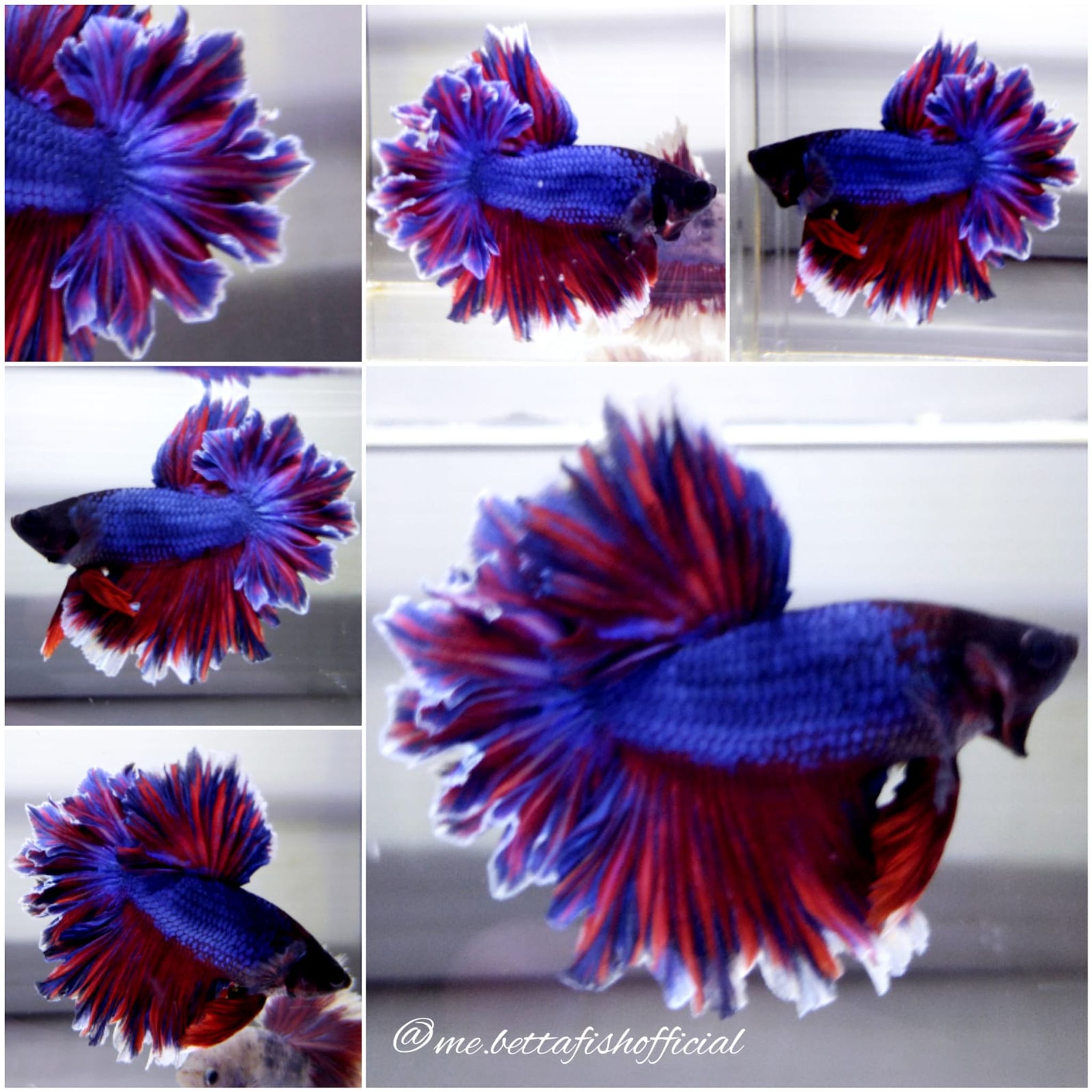 King Feather Tail Blue Red