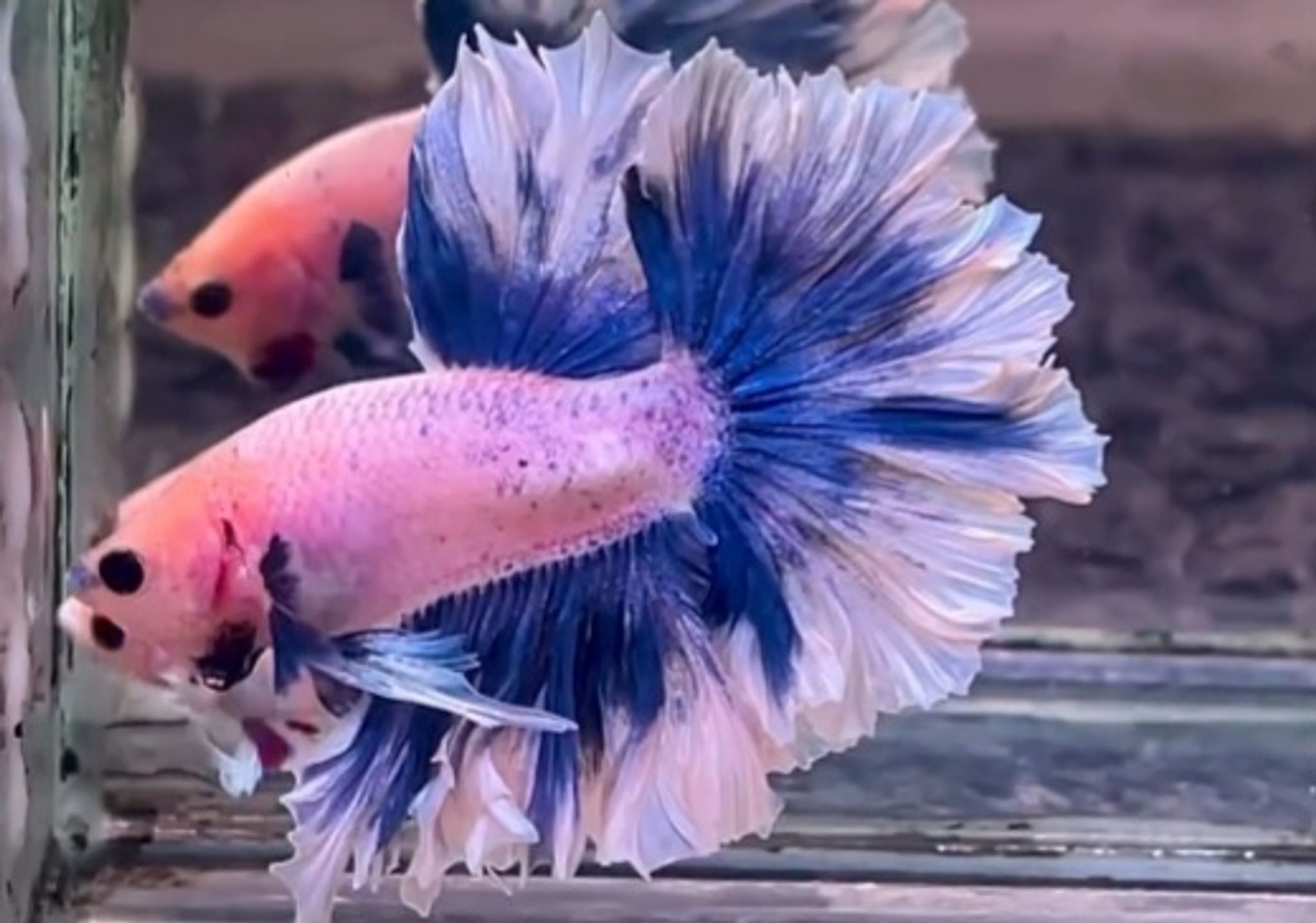 King Feathertail blue grizzle
