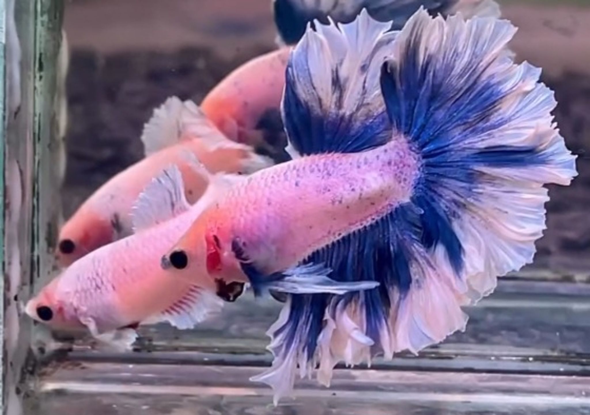 King Feathertail blue grizzle