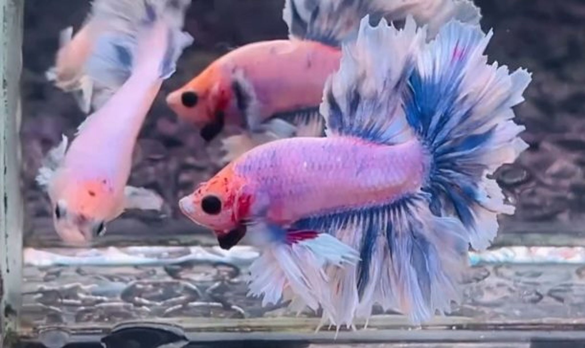 King Feathertail pair