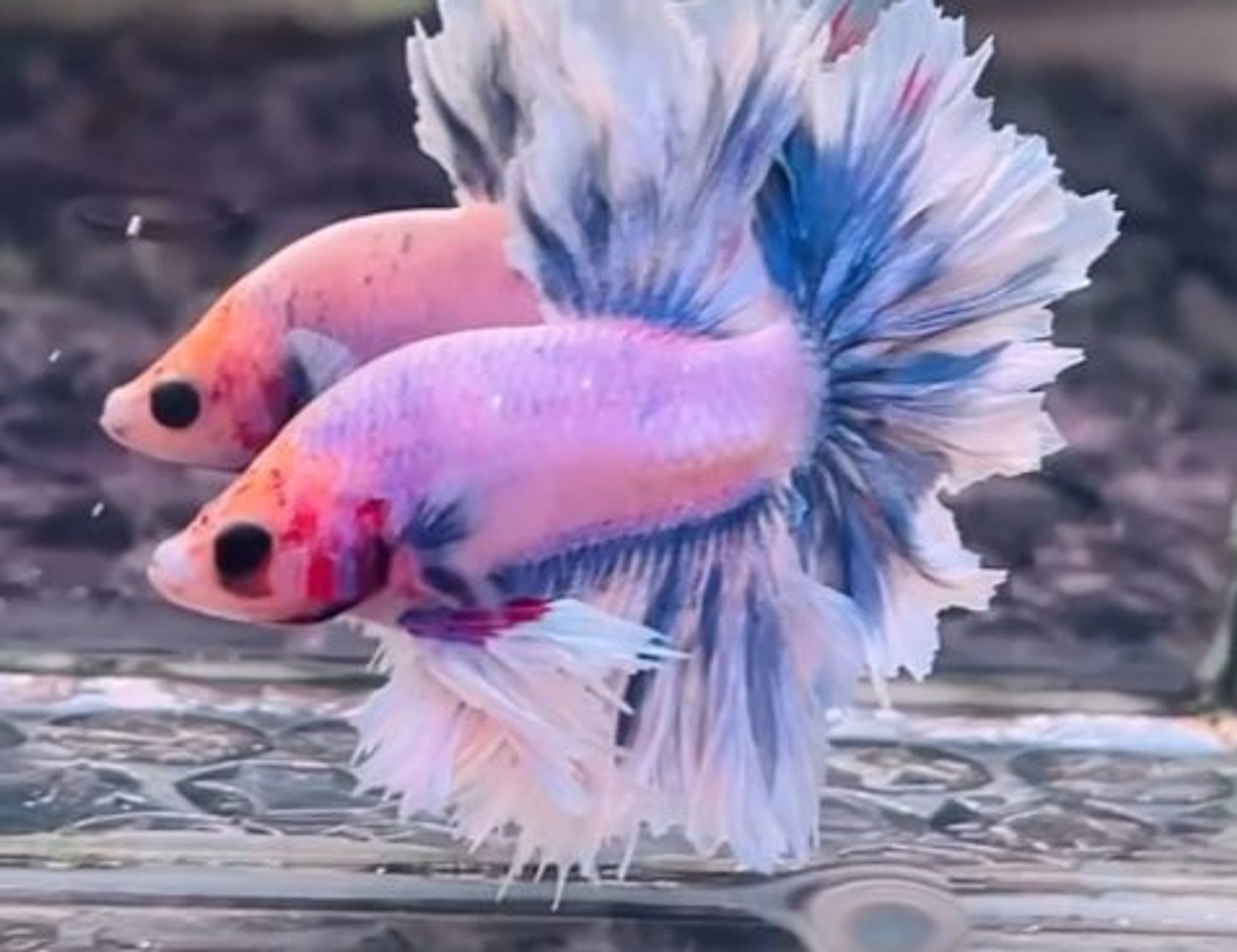 King Feathertail pair