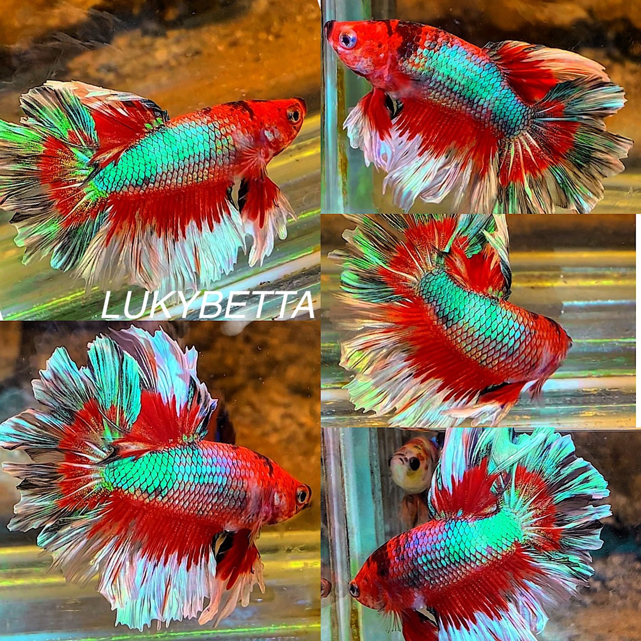 King ROSETAILS