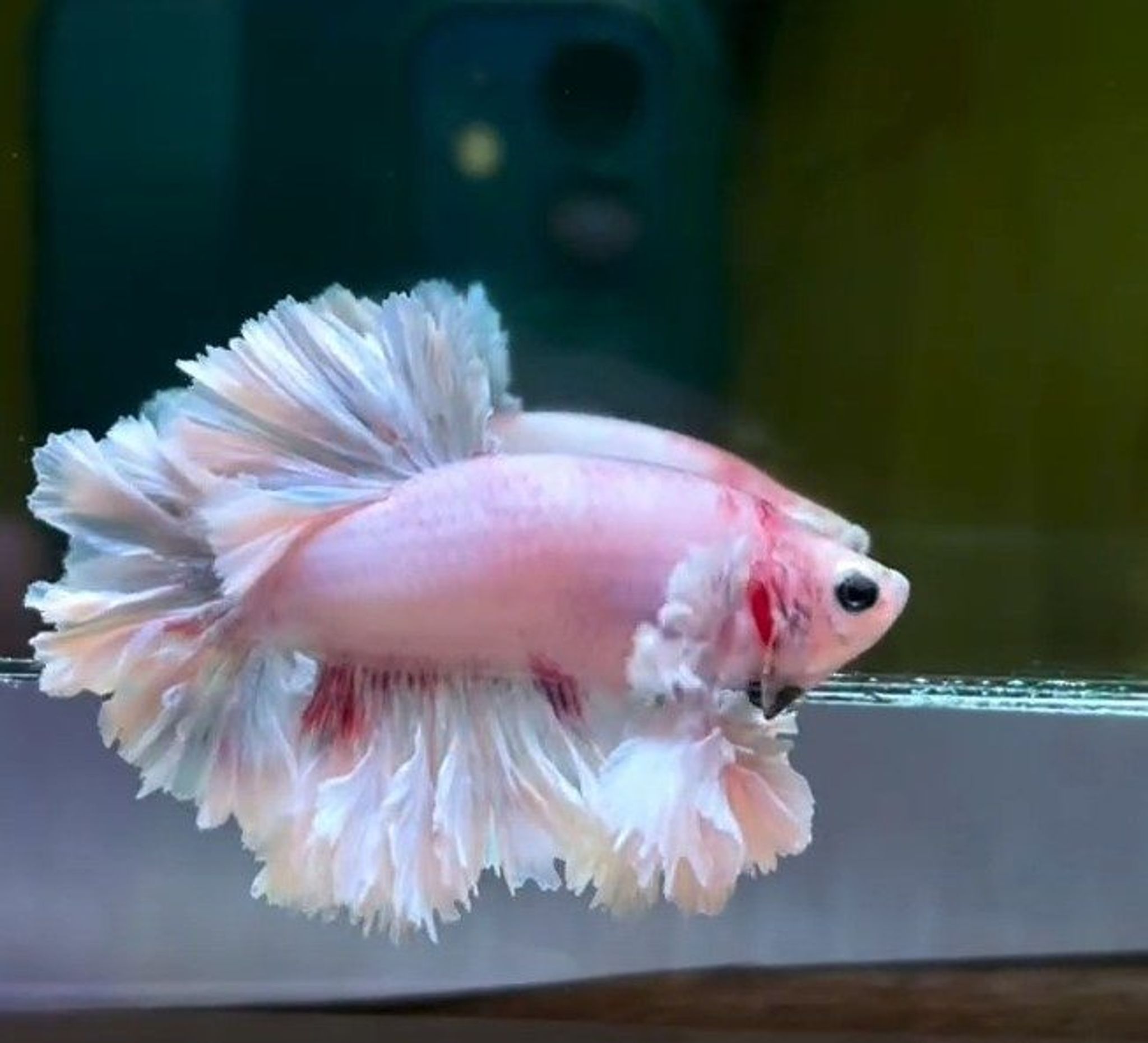 Halfmoon Plakat Betta (King Fetahertail Sakura)