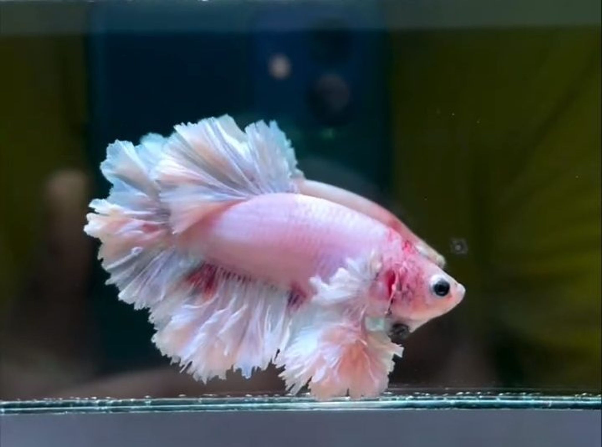 King Fetahertail Sakura