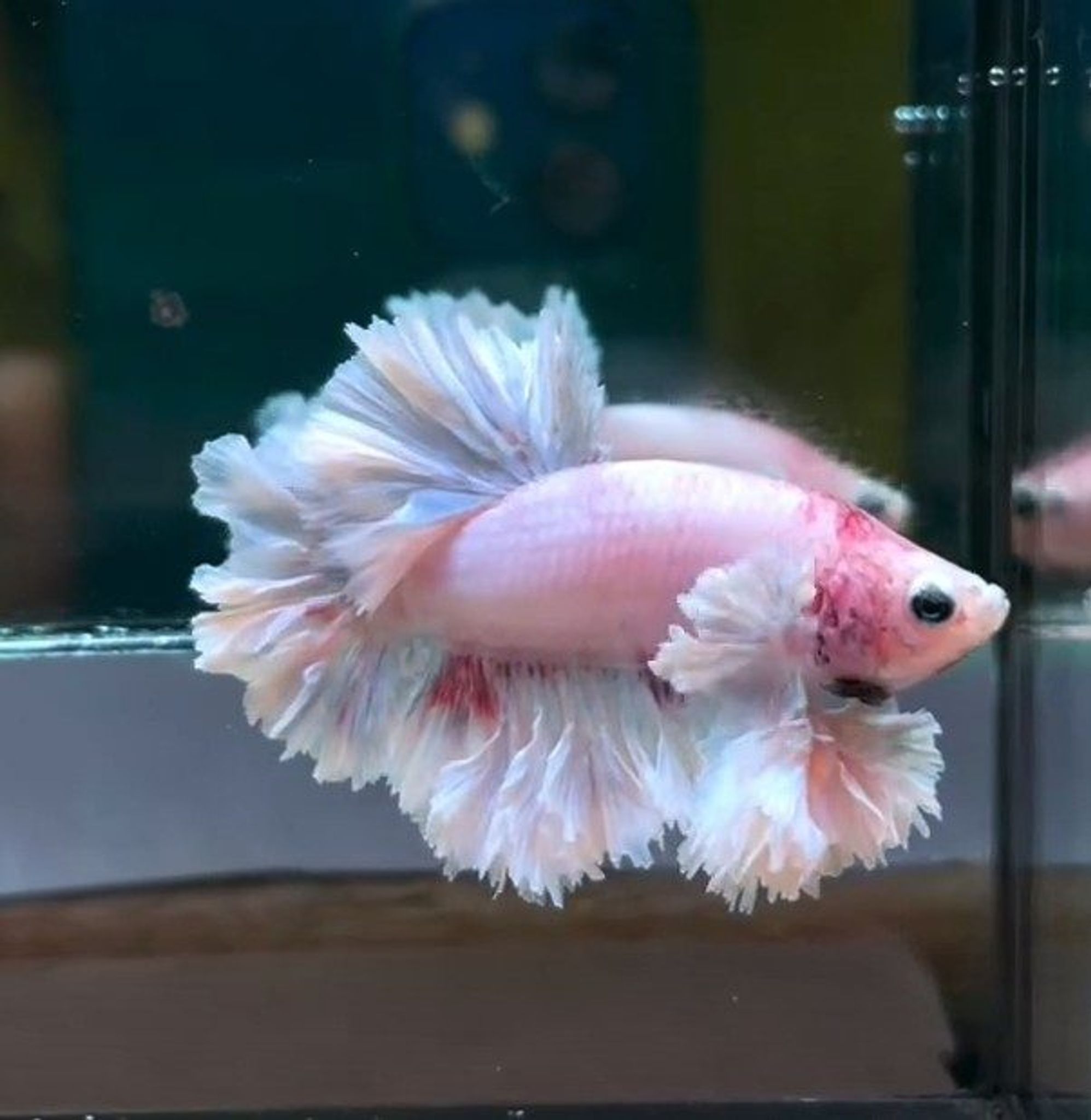 King Fetahertail Sakura
