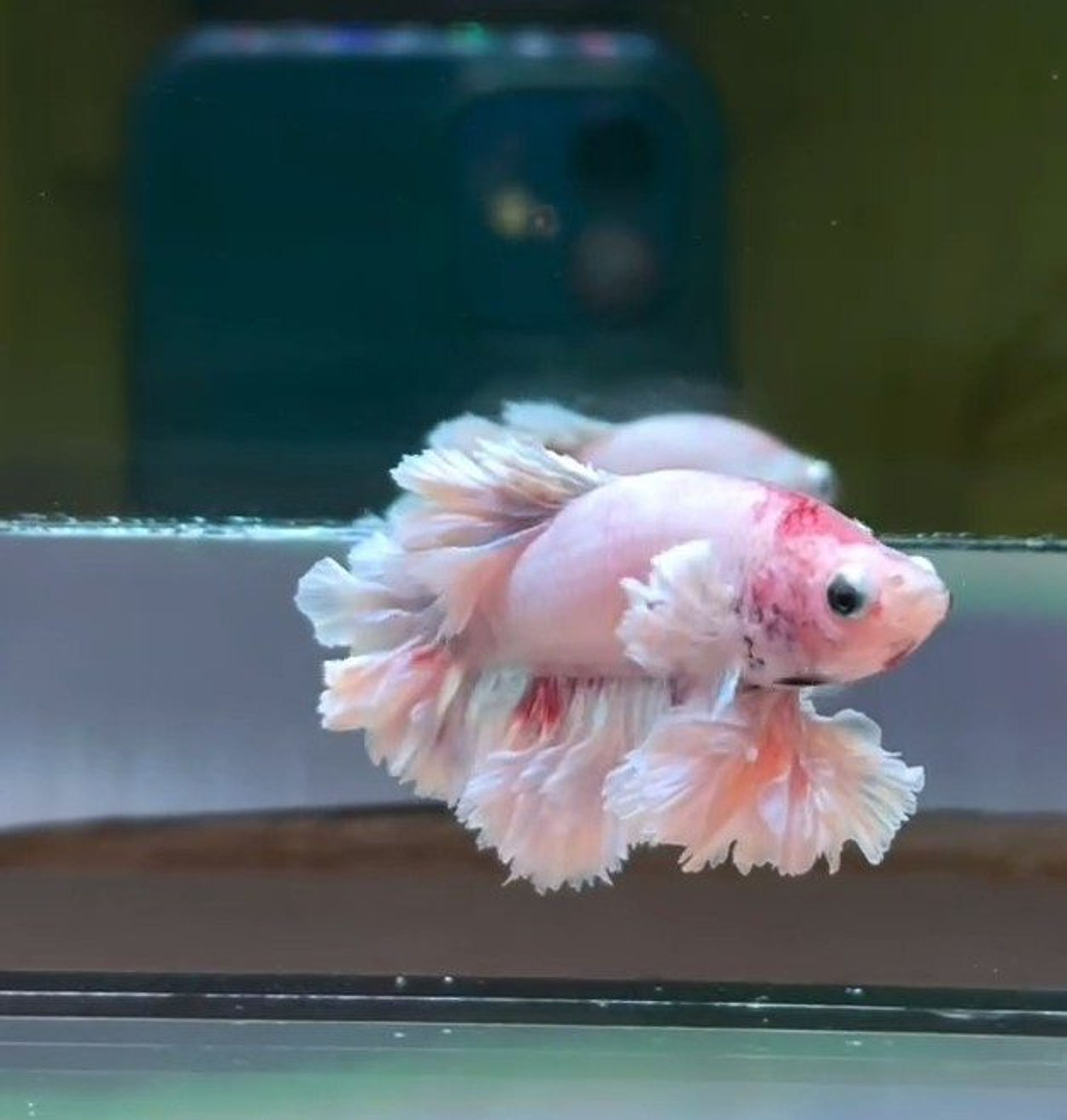 King Fetahertail Sakura