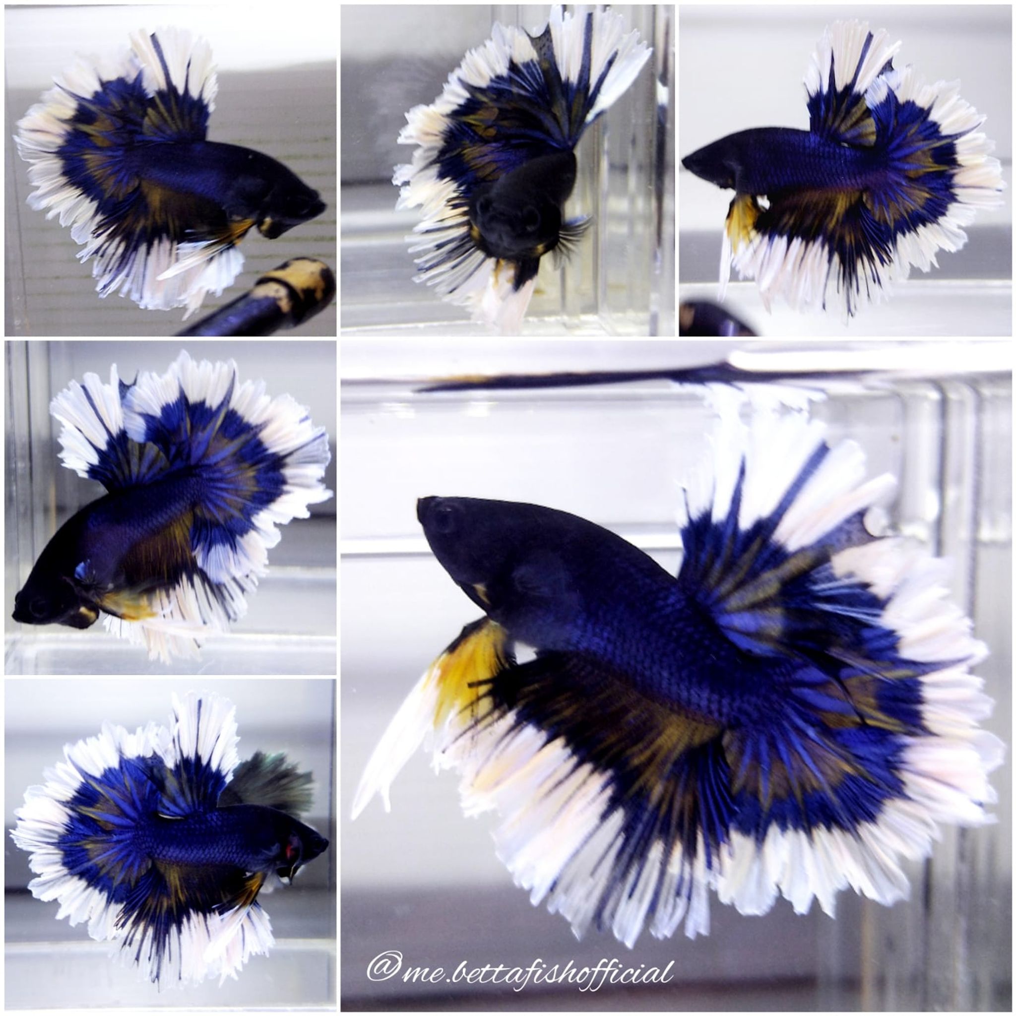 King Rosetail Black Mustard Gas Butterfly