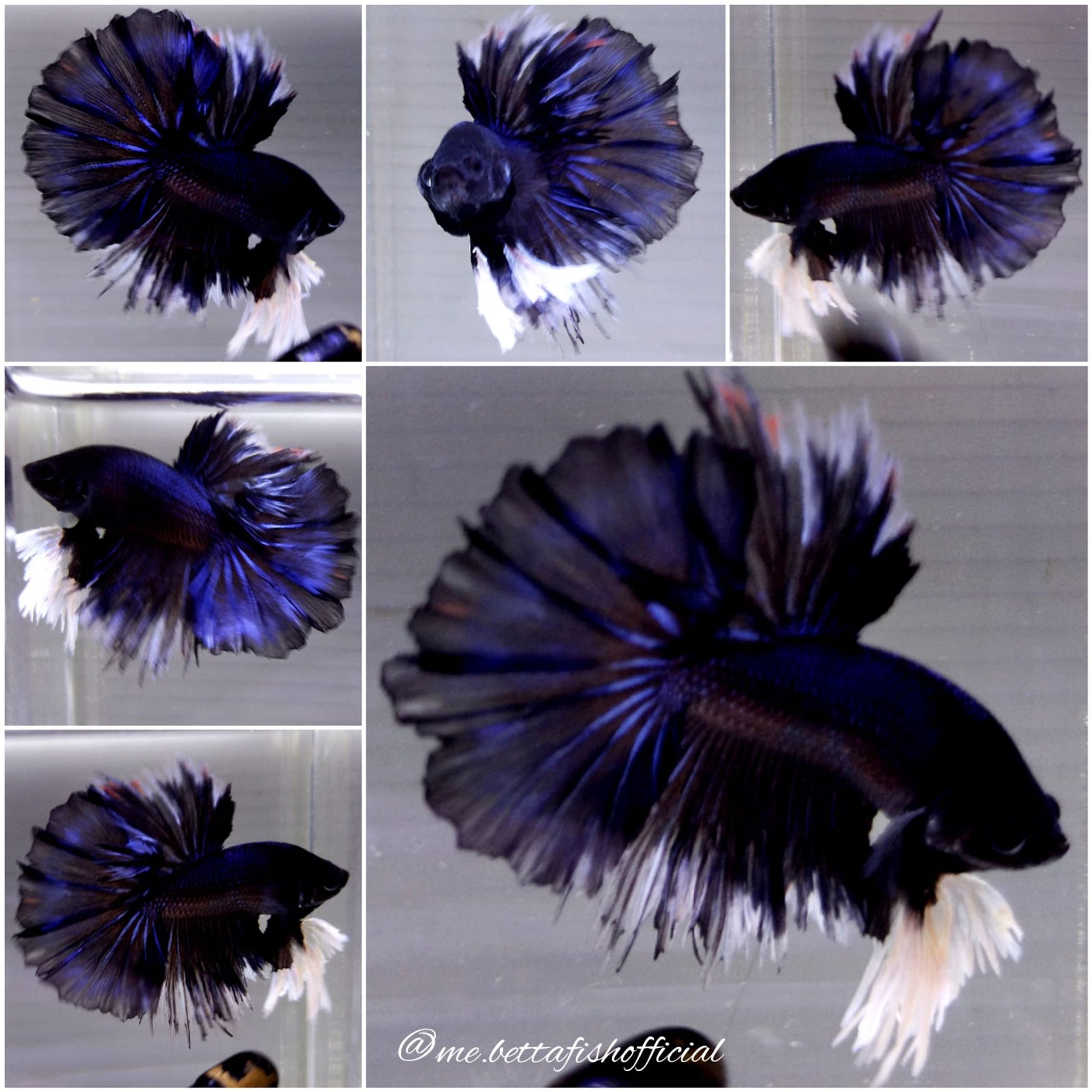 King Rosetail Black Series
