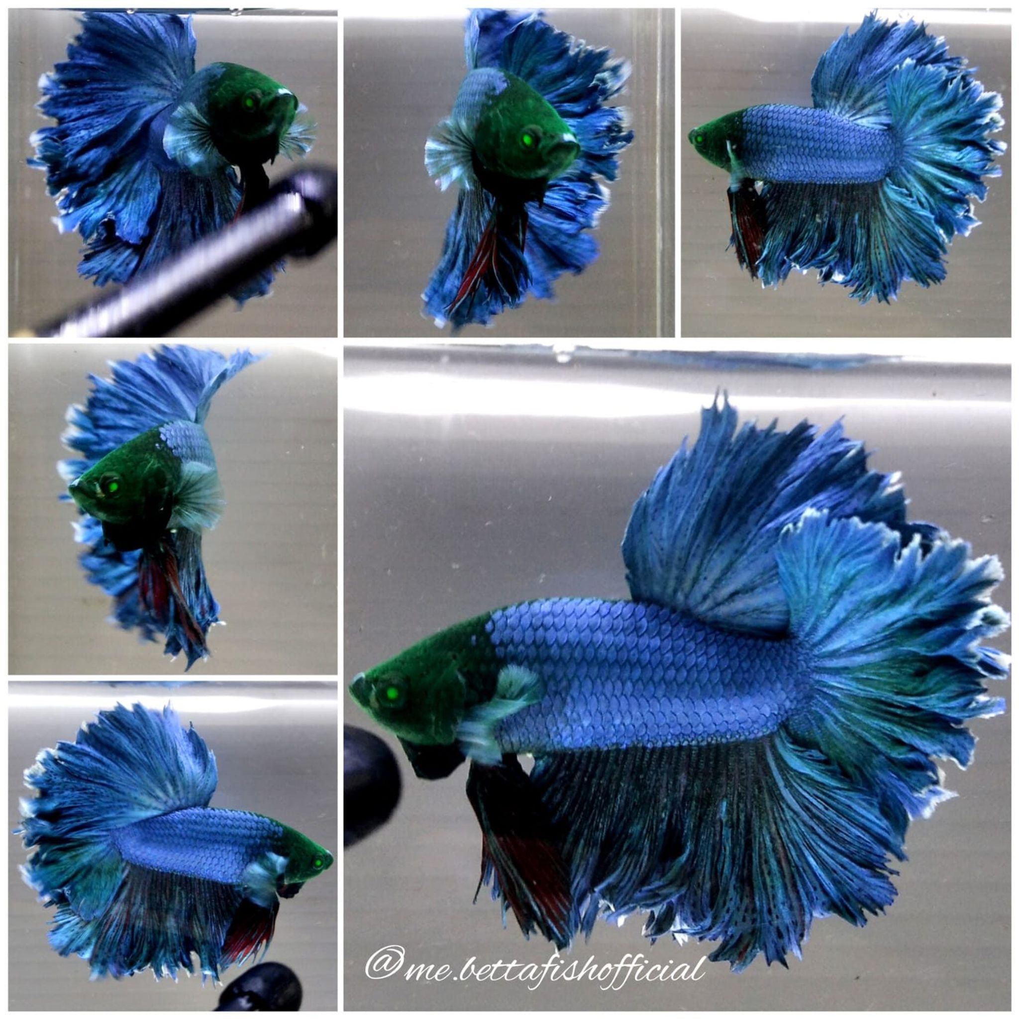 King Rosetail Blue Red Hulk