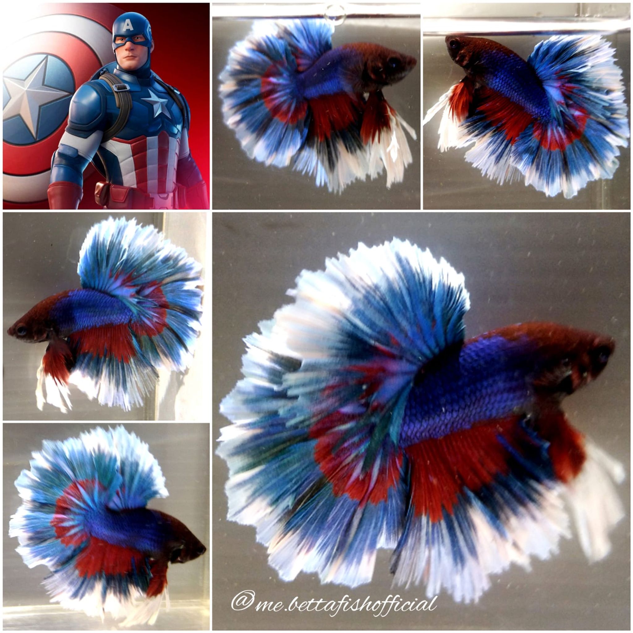 King Rosetail Capten America Series