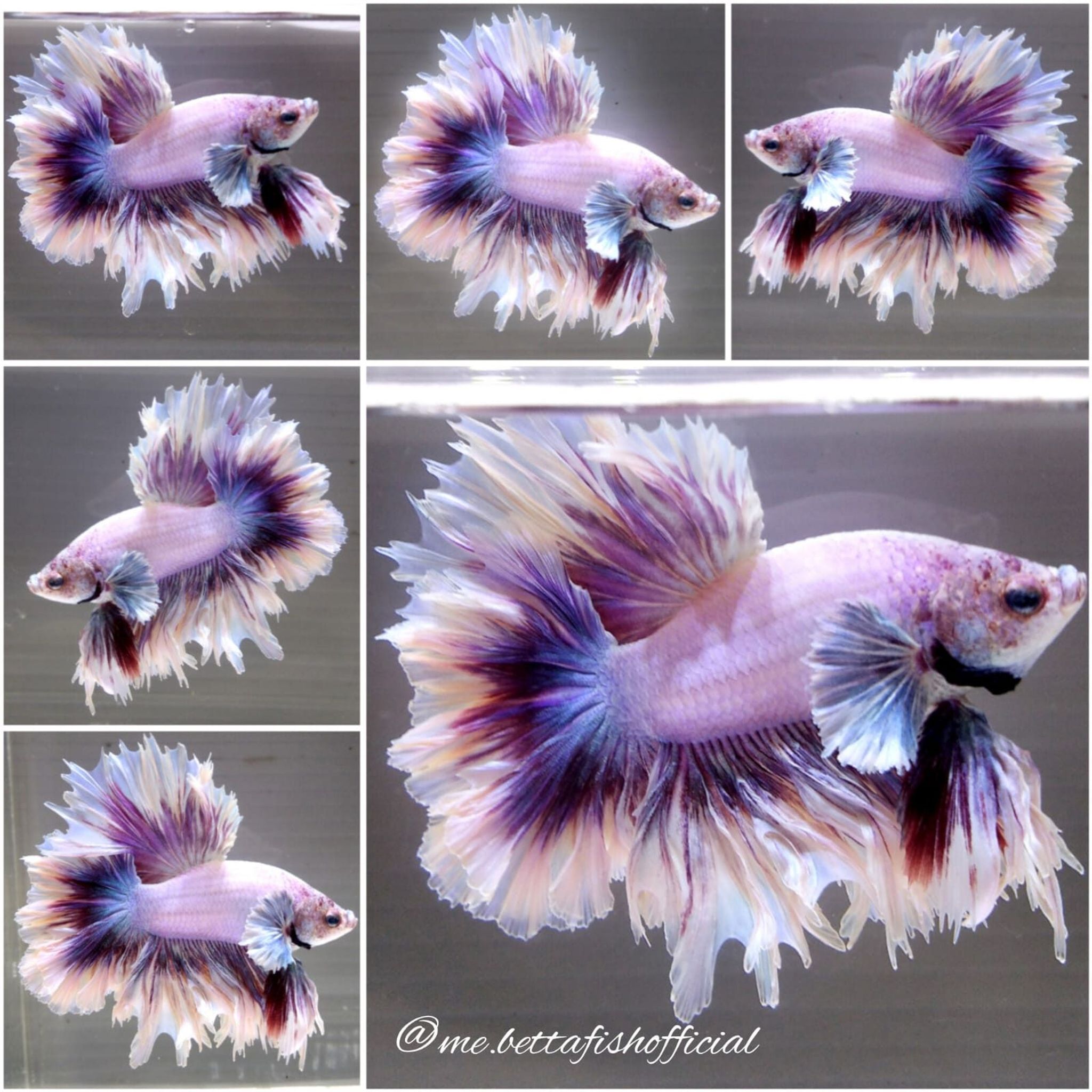 King Rosetail Dumbo Ear Unicorn Butterfly