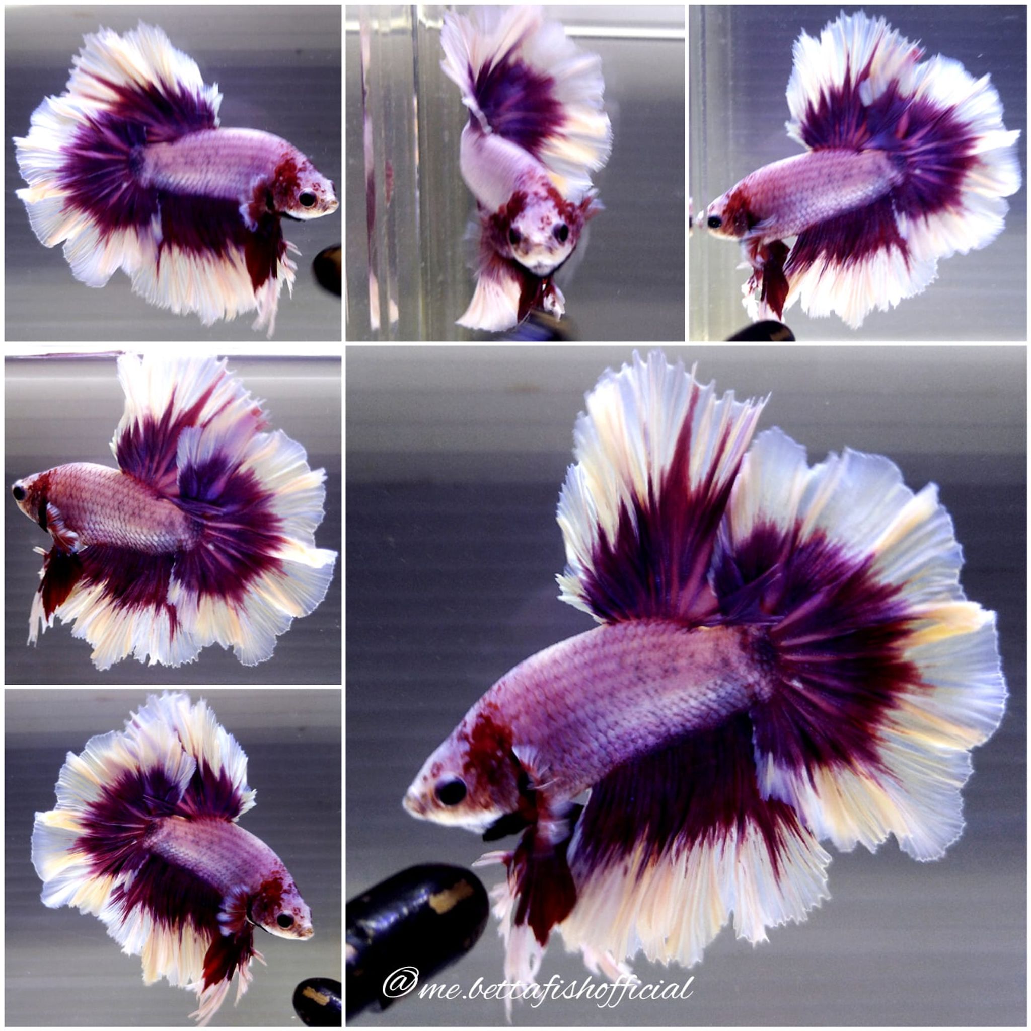 King Rosetail Lavender Butterfly