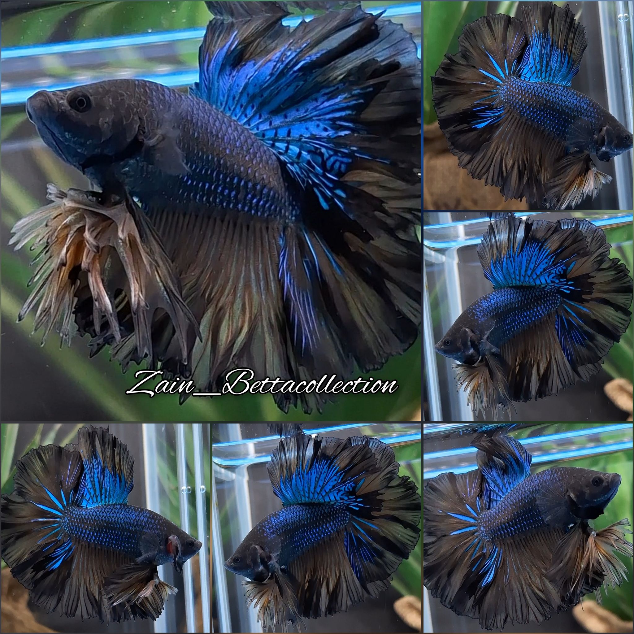 Higher Care Rosetail Mustard Gas Black Orchid Betta Fish