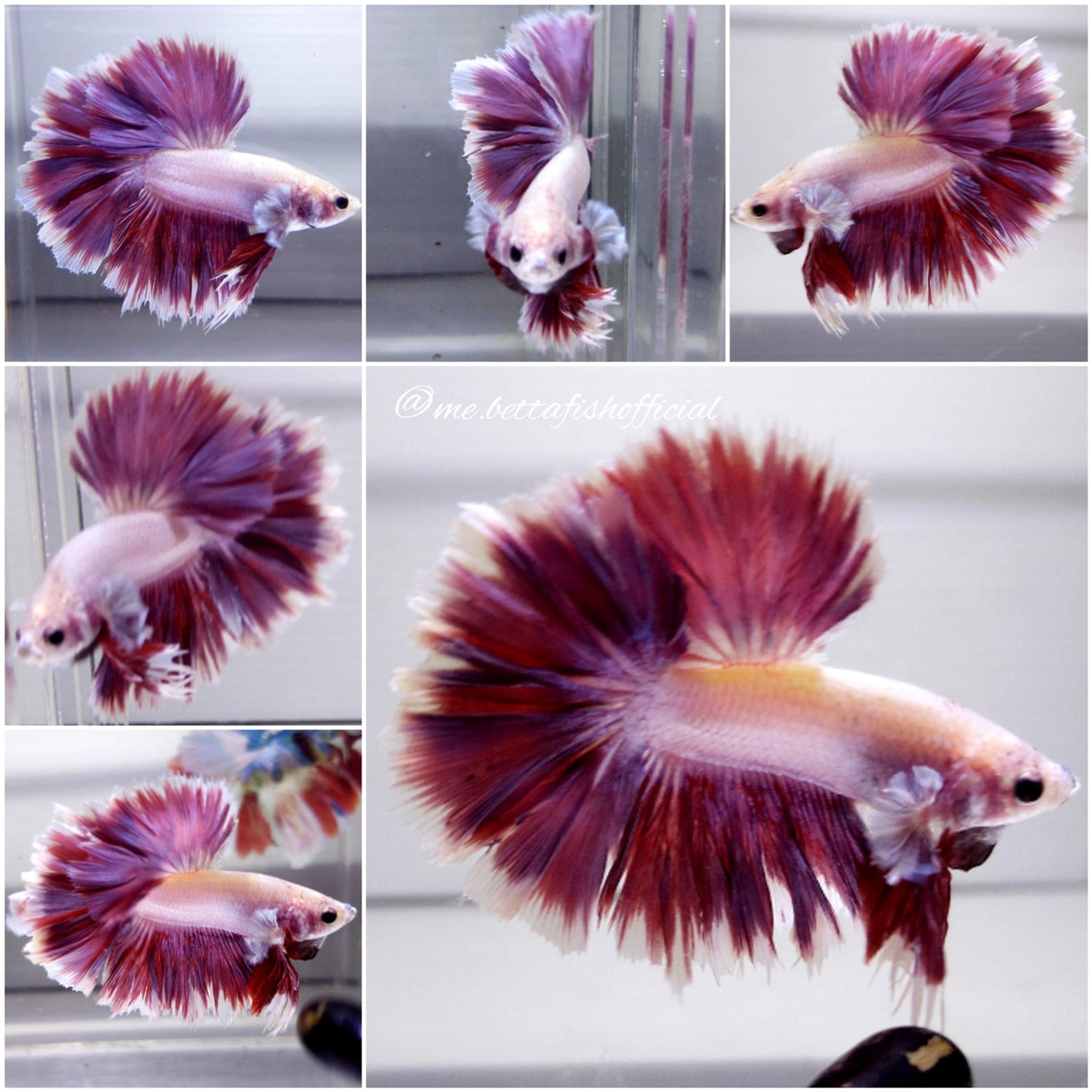 King Rosetail Pink Unicorn