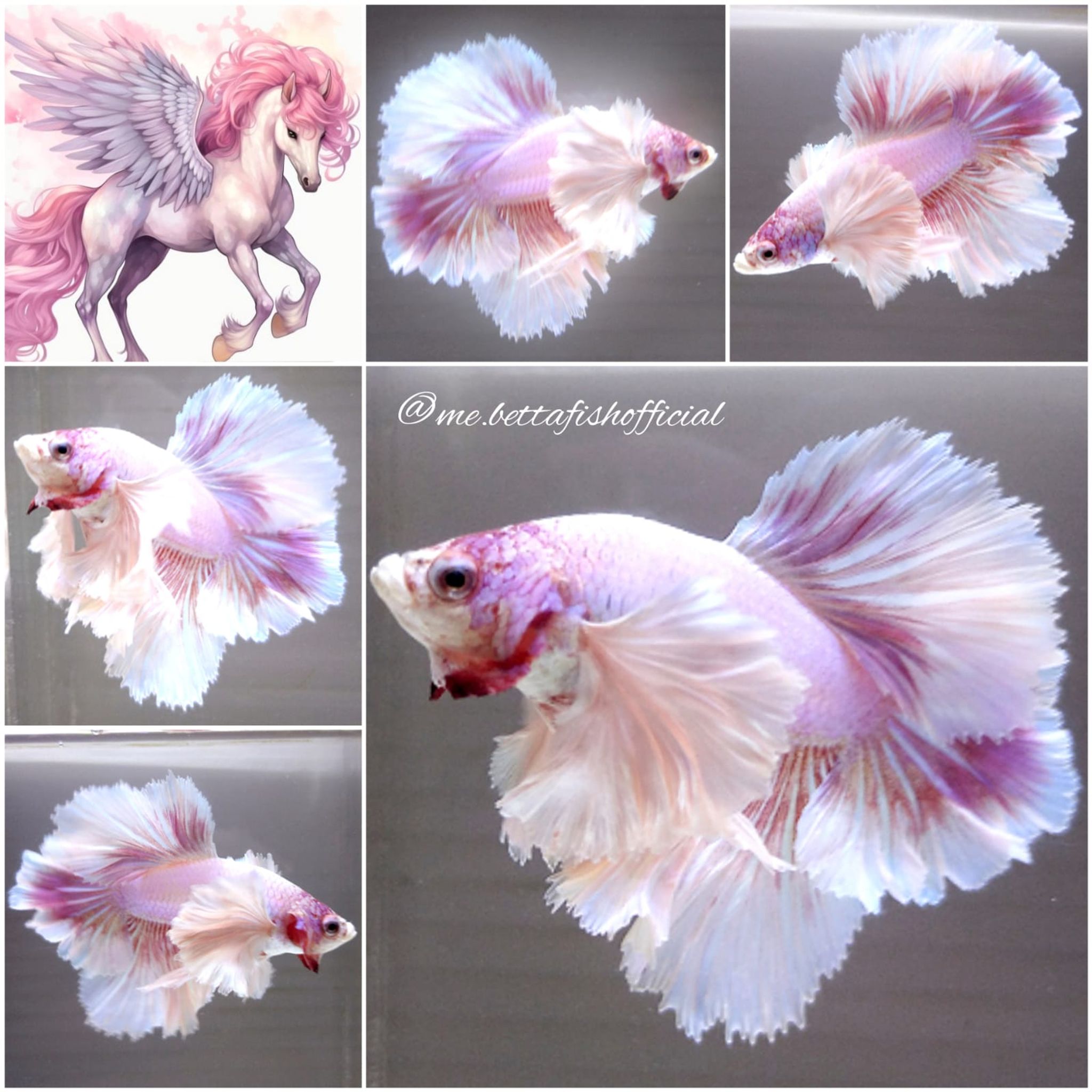 King Rosetail Super Dumbo Ear Pink Alicorn