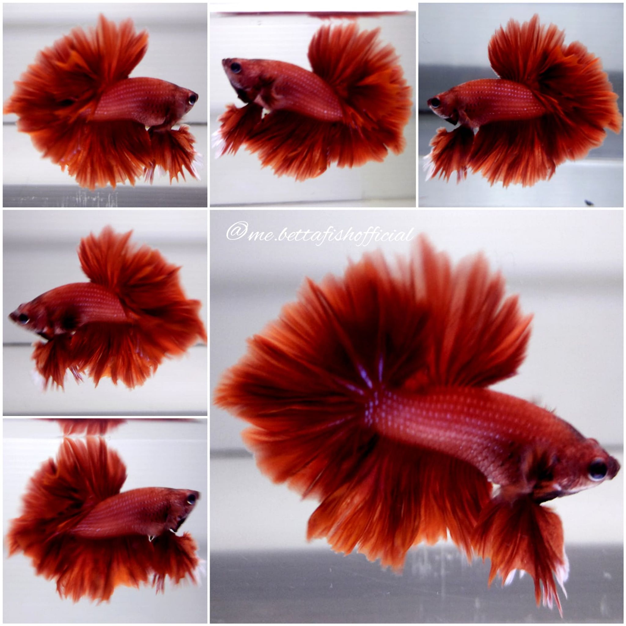 King Rosetail Super Red