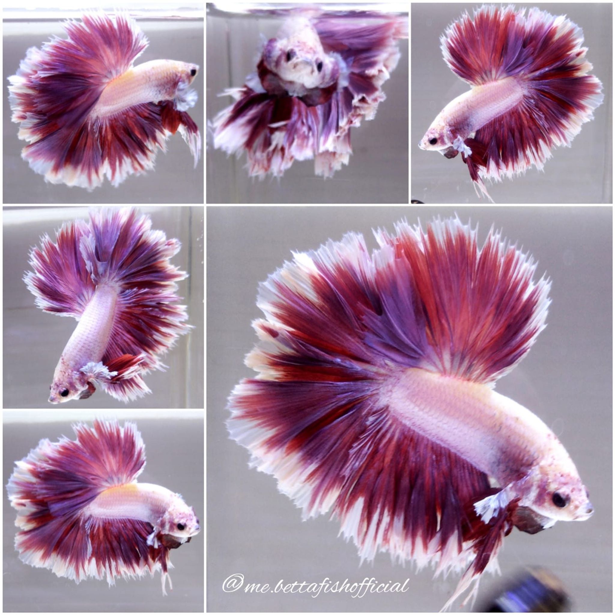 King Rosetail Unicorn Magenta
