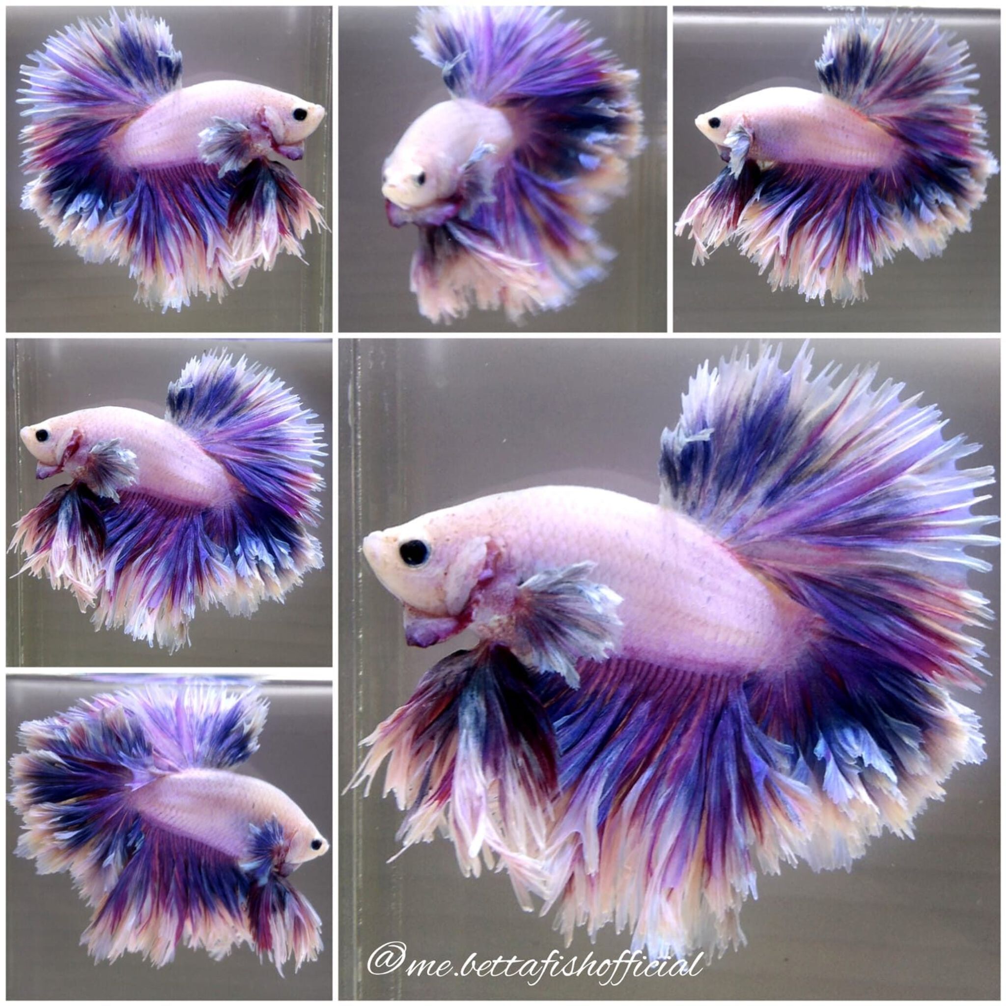 King Rosetail Unicorn Rainbow Colour