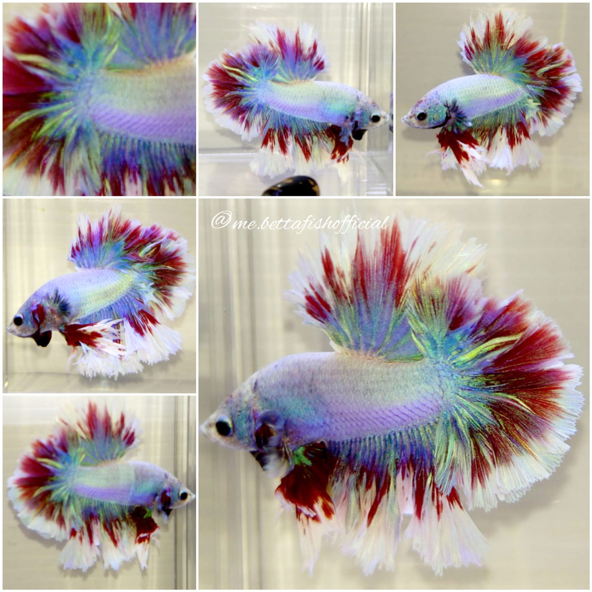 King Rosetail Unicorn Rainbow Colour