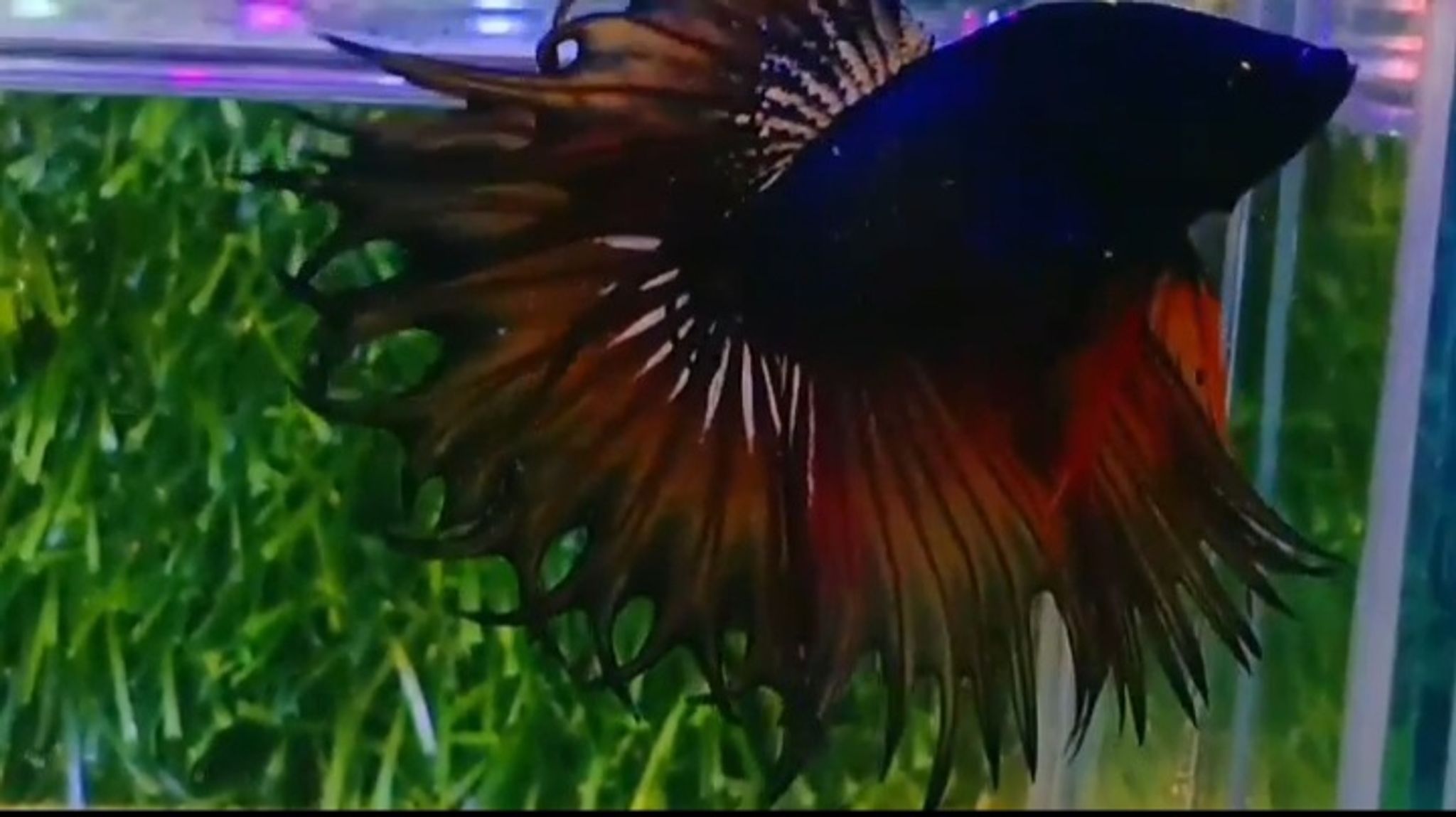 King crowntail (KCT)