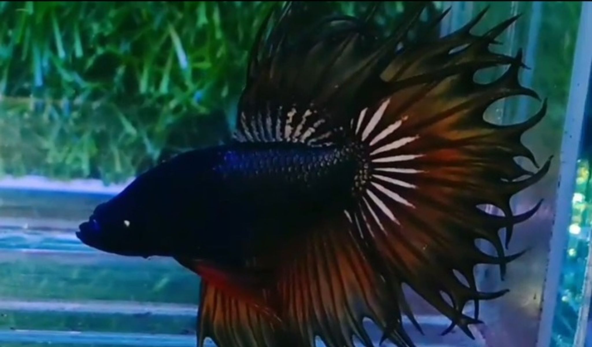 King crowntail (KCT)