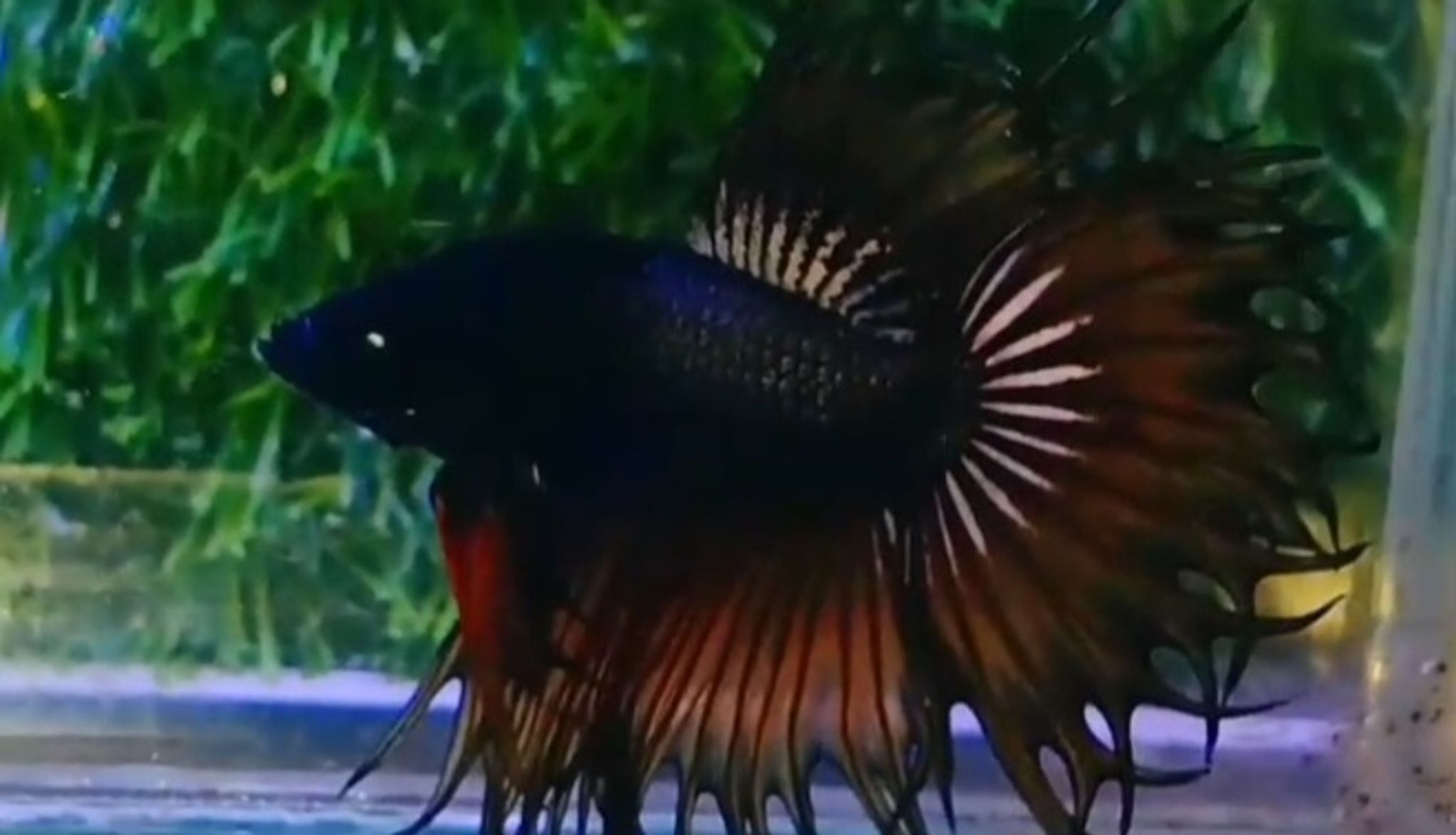 King crowntail (KCT)