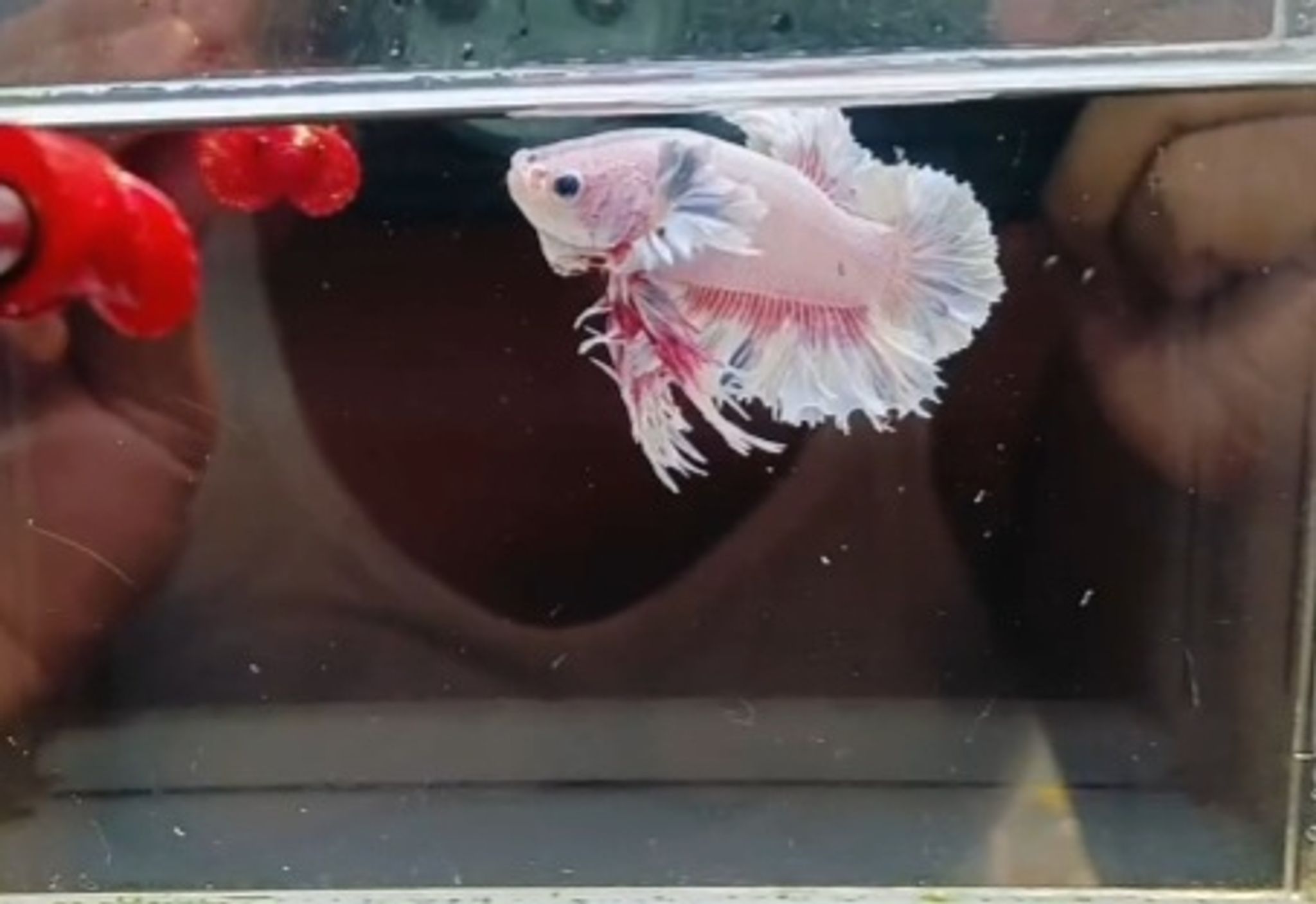 King feathertail pink(pk)