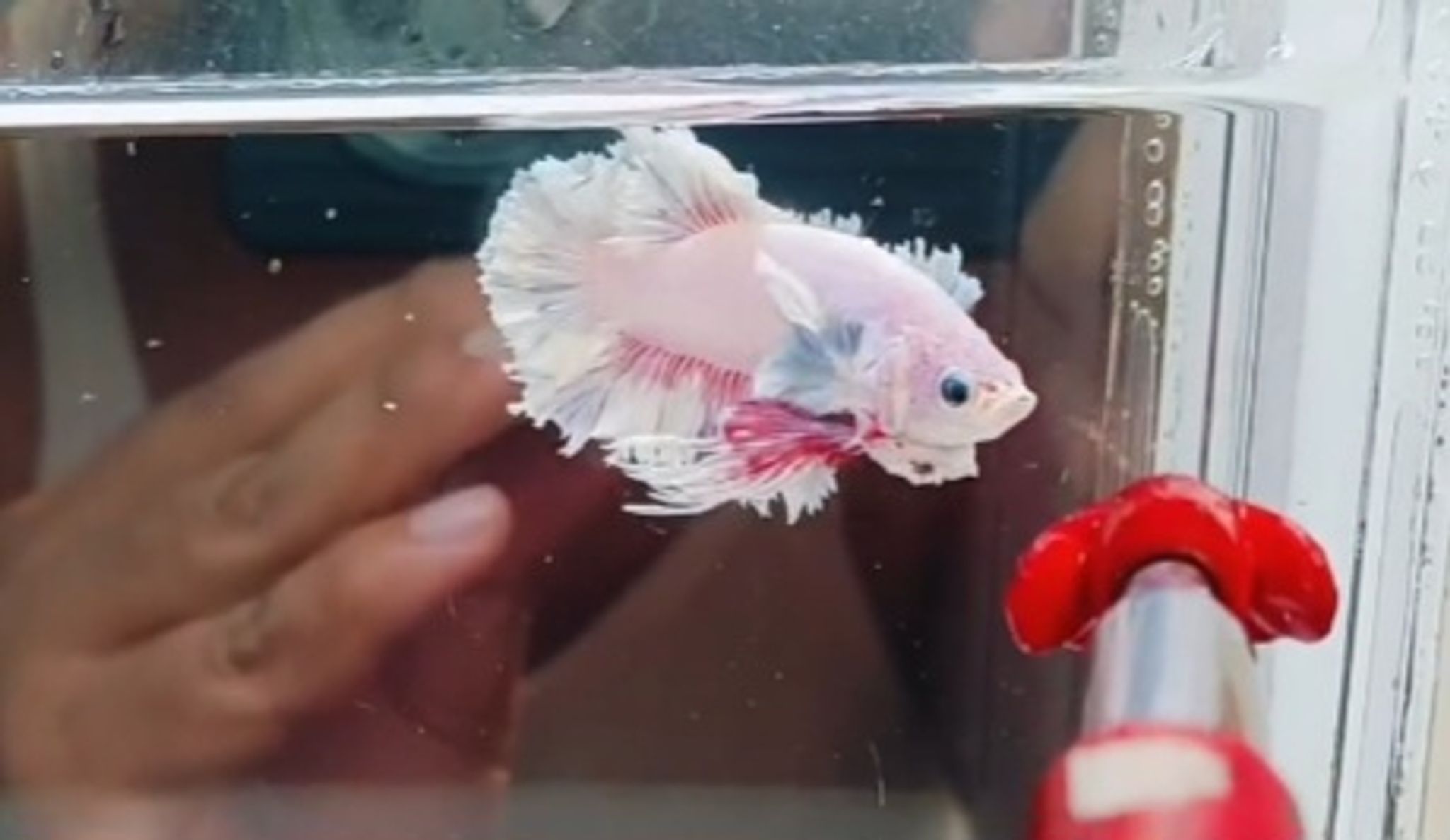 King feathertail pink(pk)